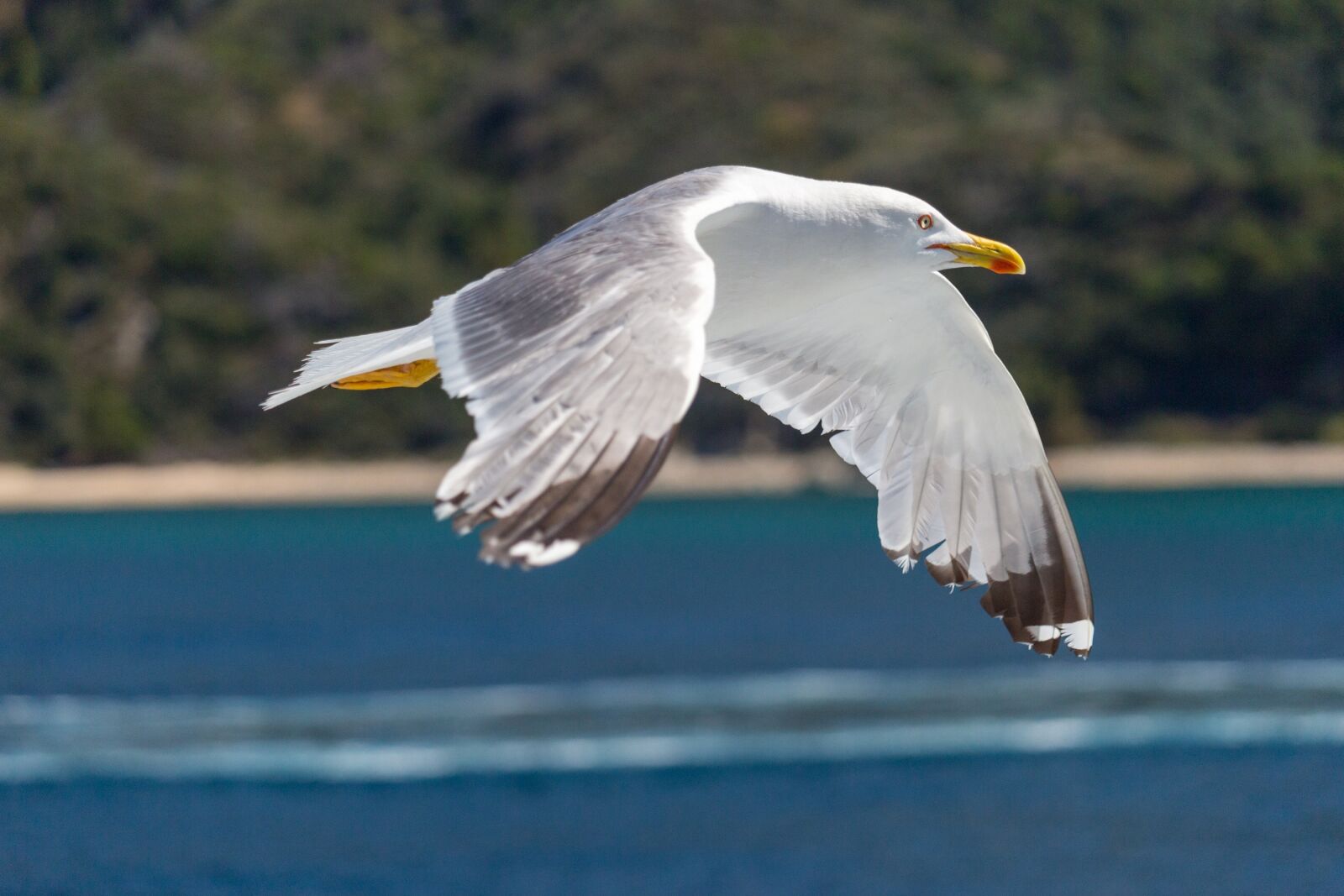Canon EOS 100D (EOS Rebel SL1 / EOS Kiss X7) sample photo. Seagull, flying, in flight photography