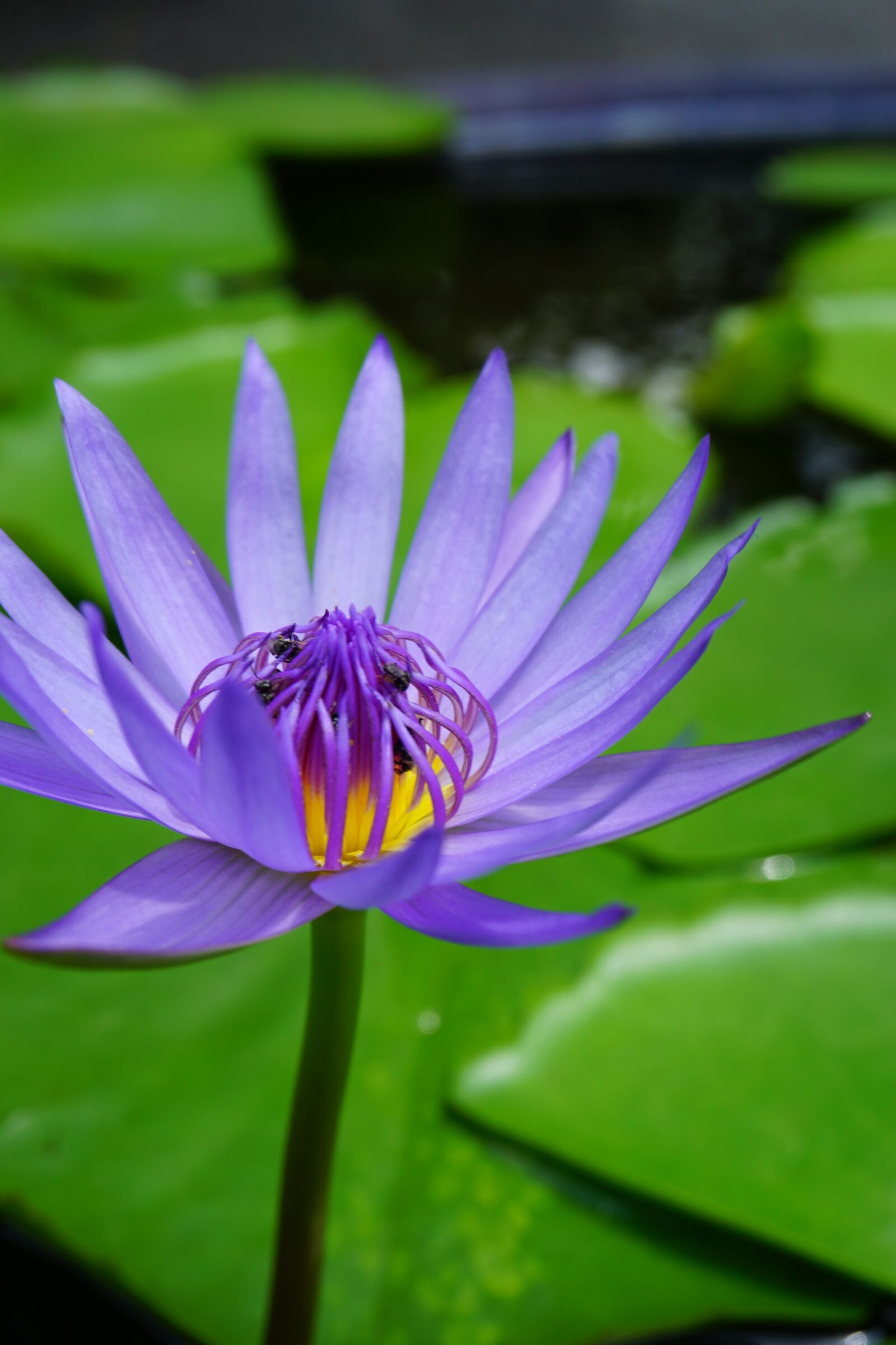 Sony a6000 sample photo. Purple, flower, lotus photography