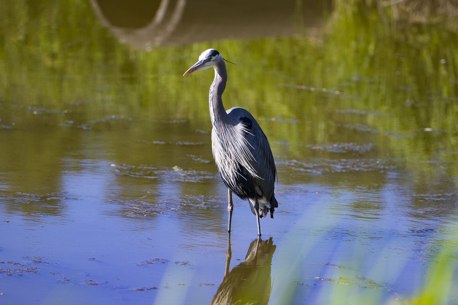 Canon EOS 7D Mark II + Canon EF 70-200mm F2.8L IS USM sample photo. Blue heron, bird, nature photography