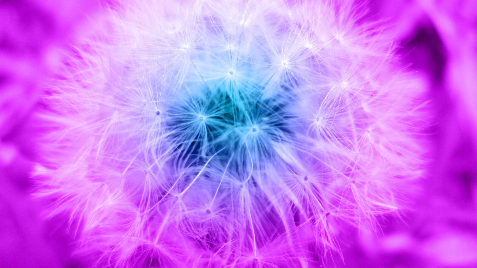 Canon PowerShot A810 sample photo. Flower, art, magic photography