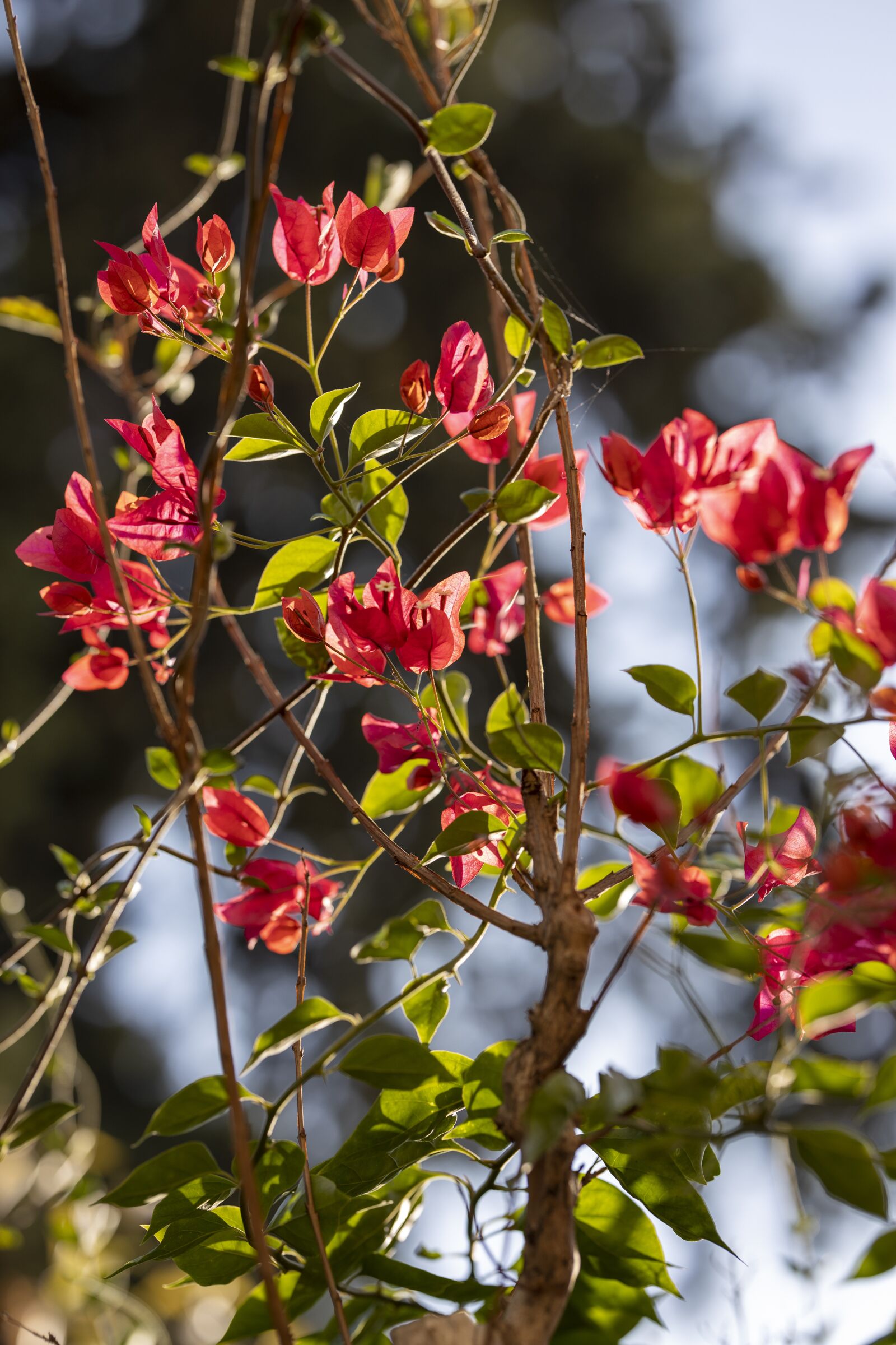 Canon RF 85mm F1.2L USM sample photo. Flower, red, plant photography