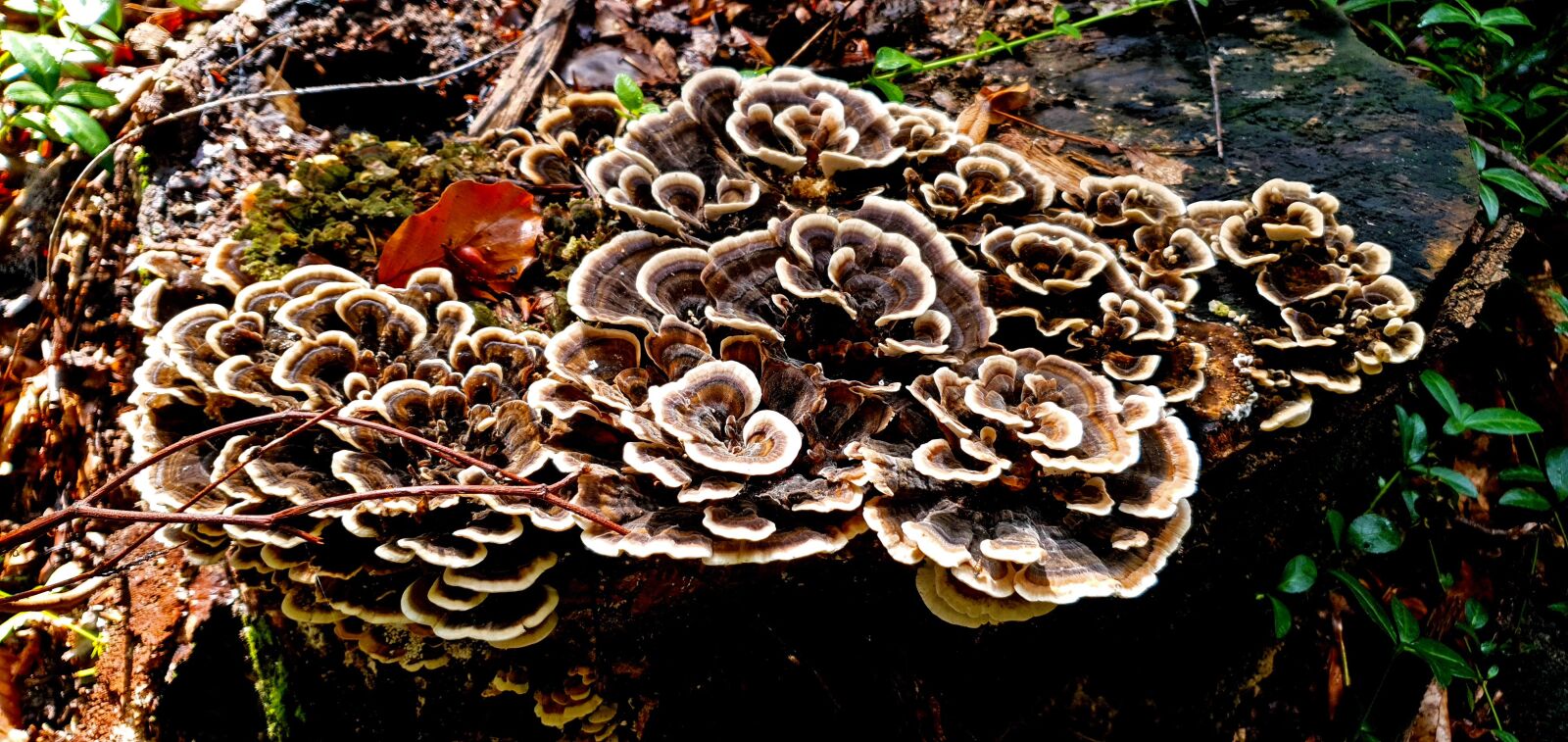 Samsung Galaxy S10e sample photo. Nature, fungus, tree photography