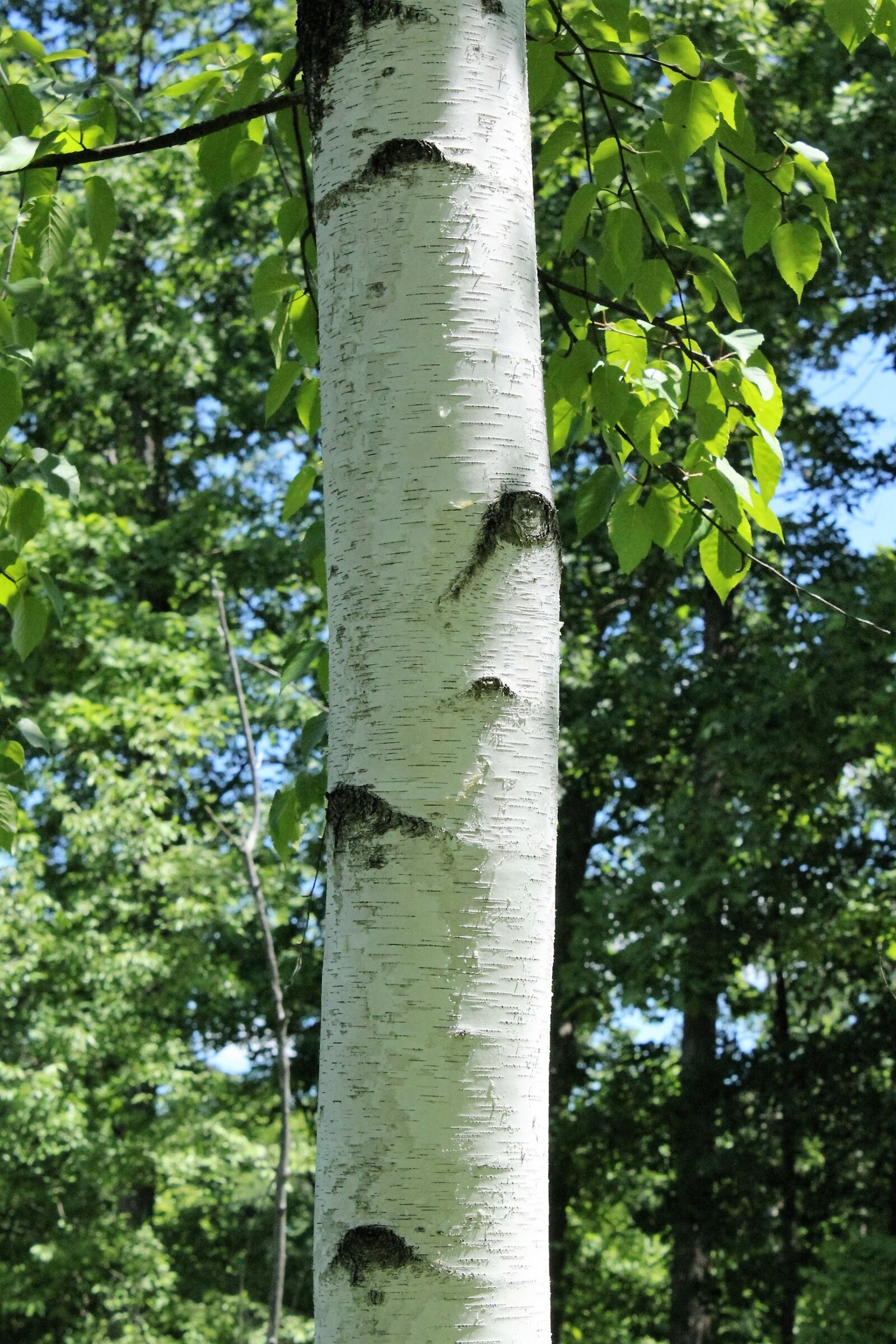Canon EOS 1200D (EOS Rebel T5 / EOS Kiss X70 / EOS Hi) sample photo. Paper birch, paper, birch photography