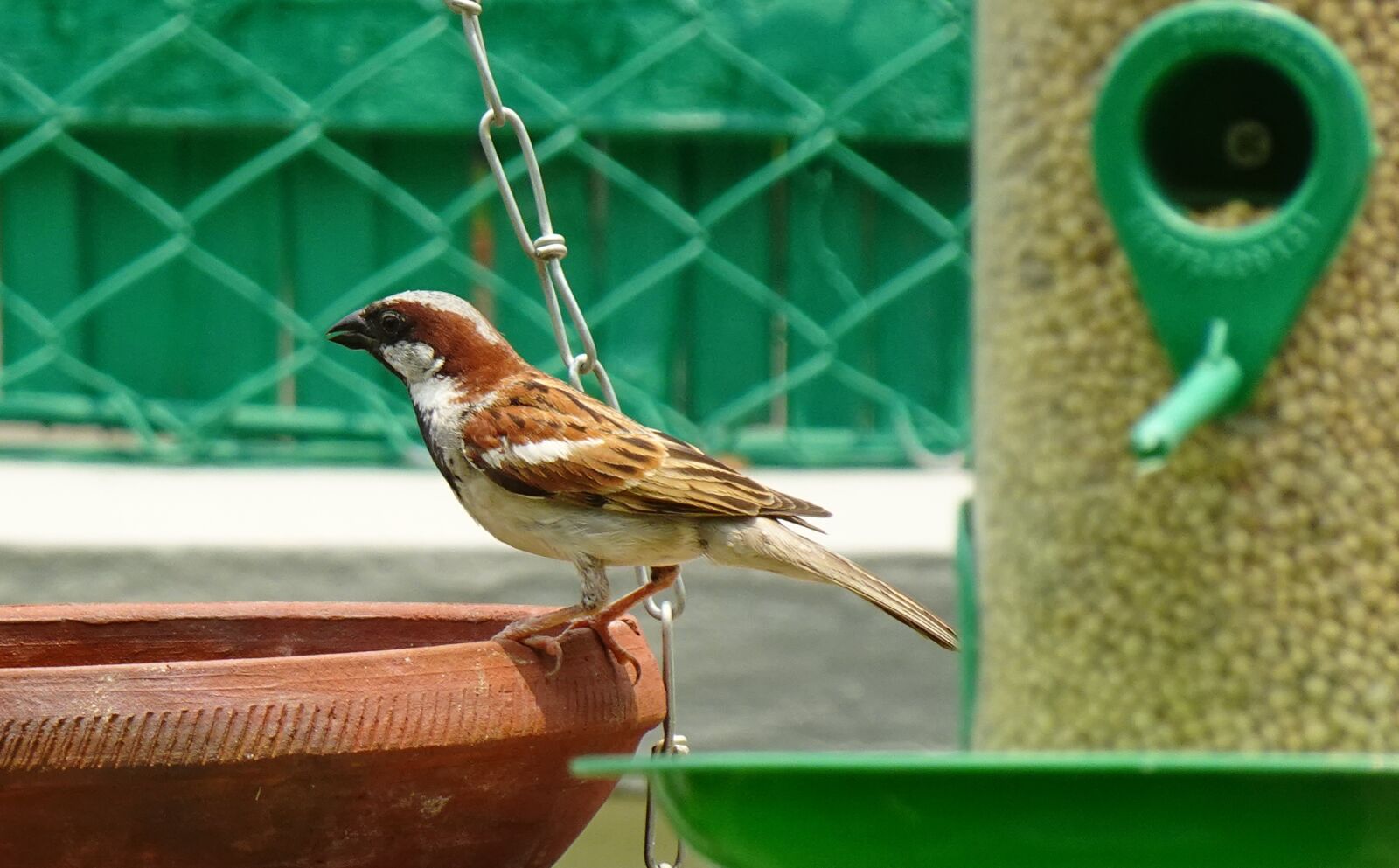 Sony DSC-WX800 sample photo. Bird, house sparrow, male photography