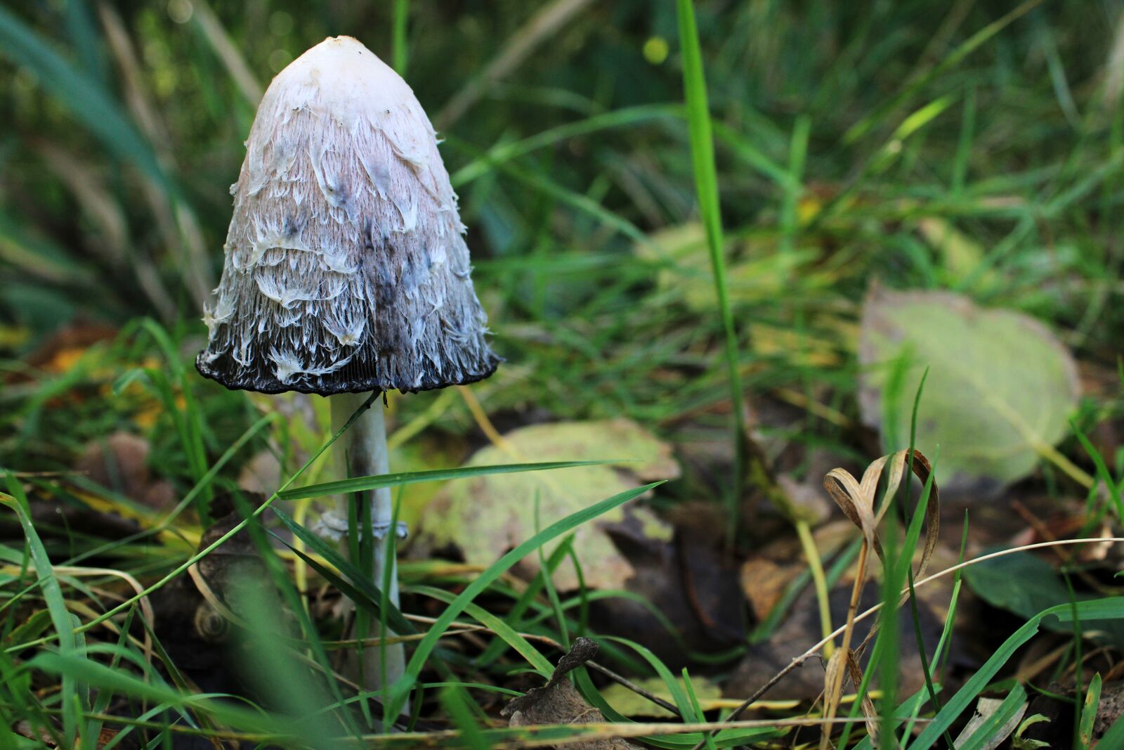 Canon EOS 2000D (EOS Rebel T7 / EOS Kiss X90 / EOS 1500D) sample photo. Mushroom, mushrooms, log photography