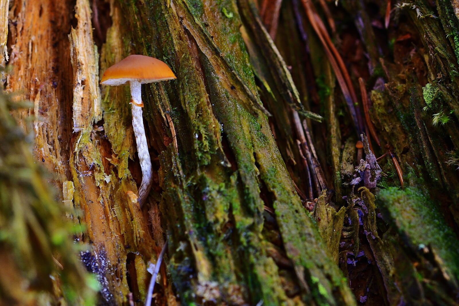 Nikon D5200 sample photo. Small mushroom, tree stump photography