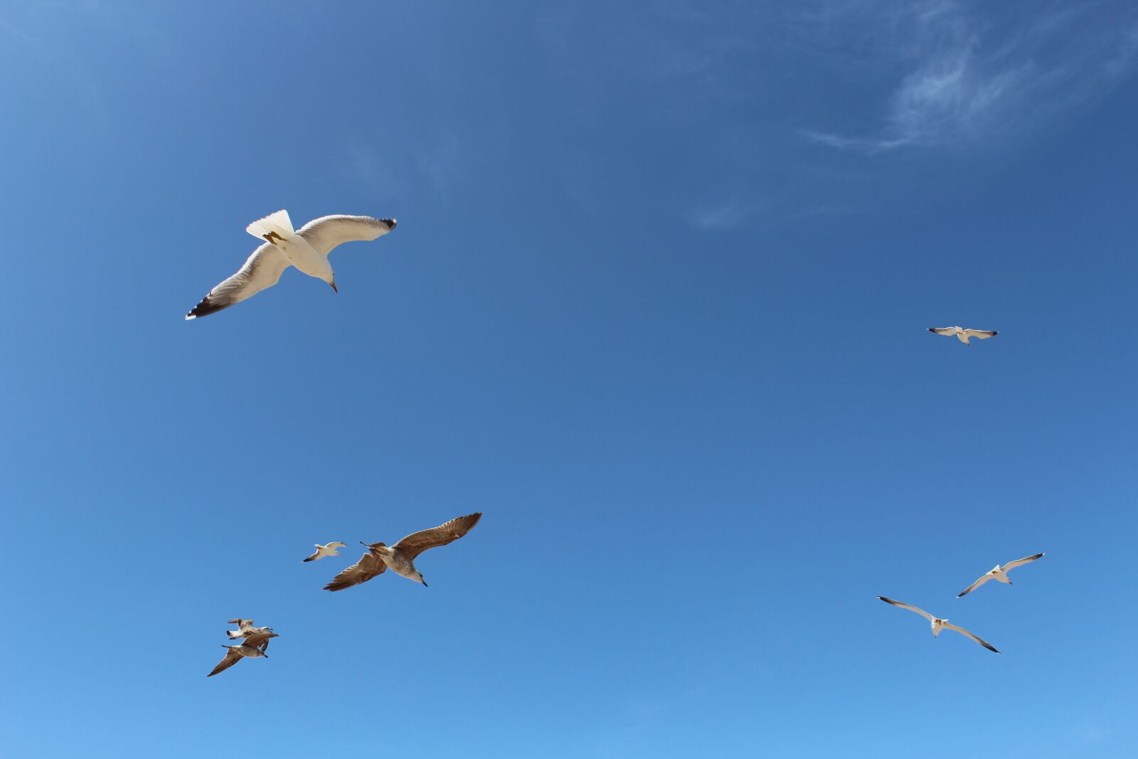 Группы летающих животных. Летающие животные. Невысокого полета. Фото летающих обитателей воздушной среды. Свобода перелет.