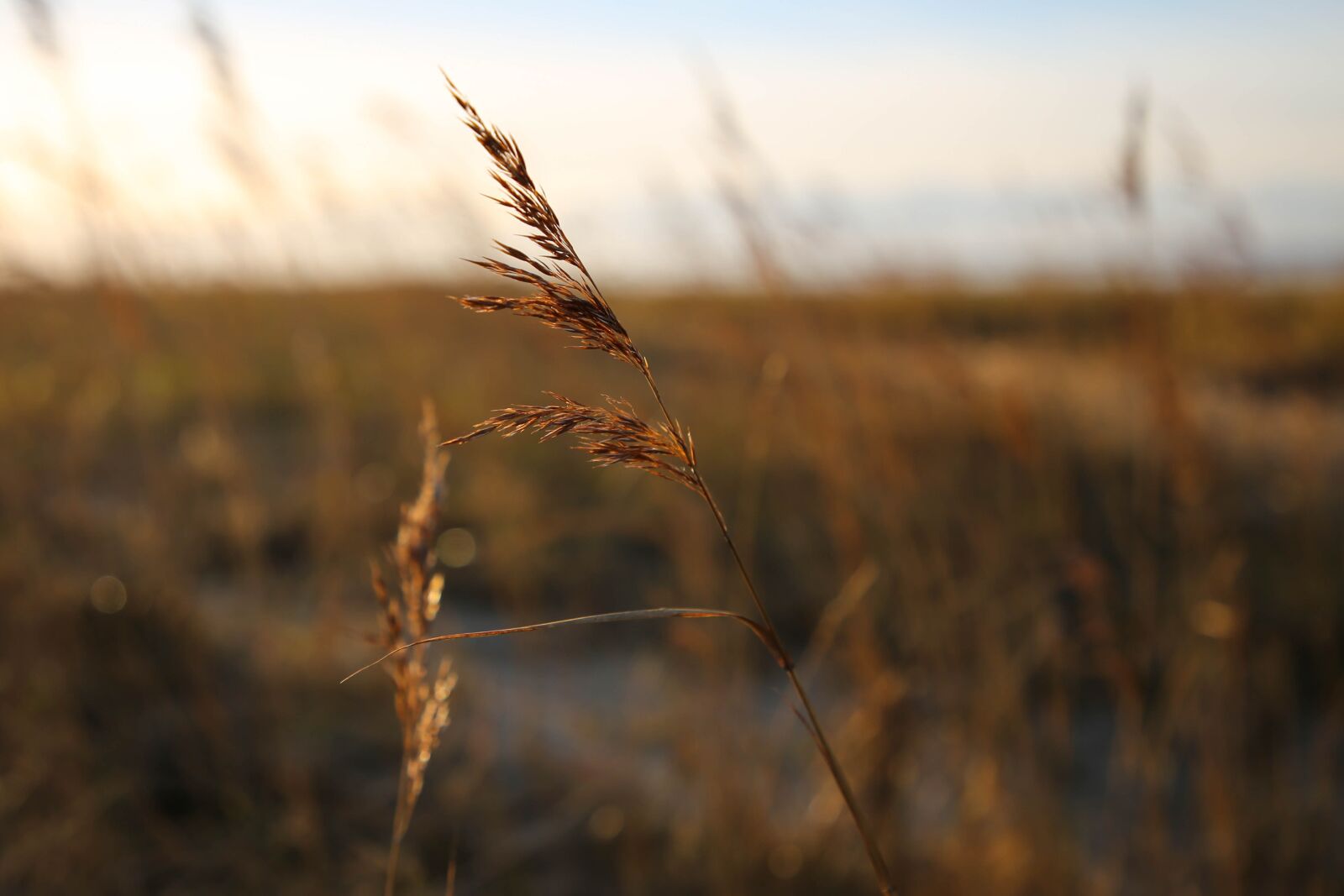 Canon EF 24-105mm F4L IS II USM sample photo. Marram grass, beach, dusk photography