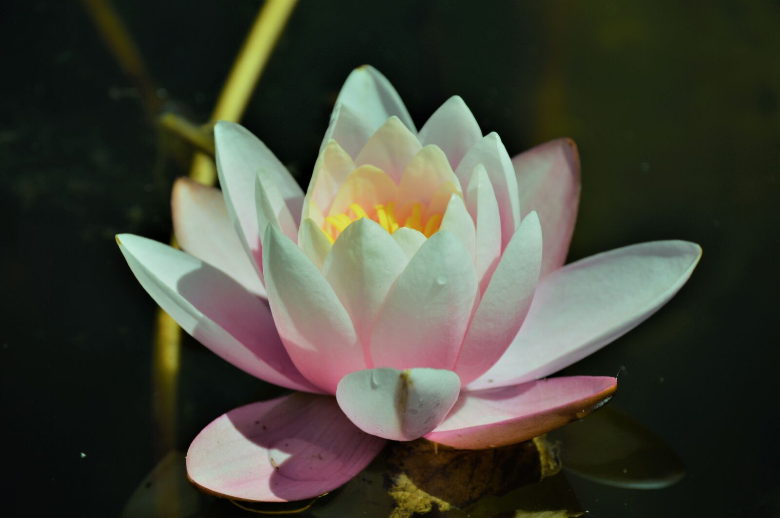 Nikon D3200 sample photo. Flower, water, plant photography