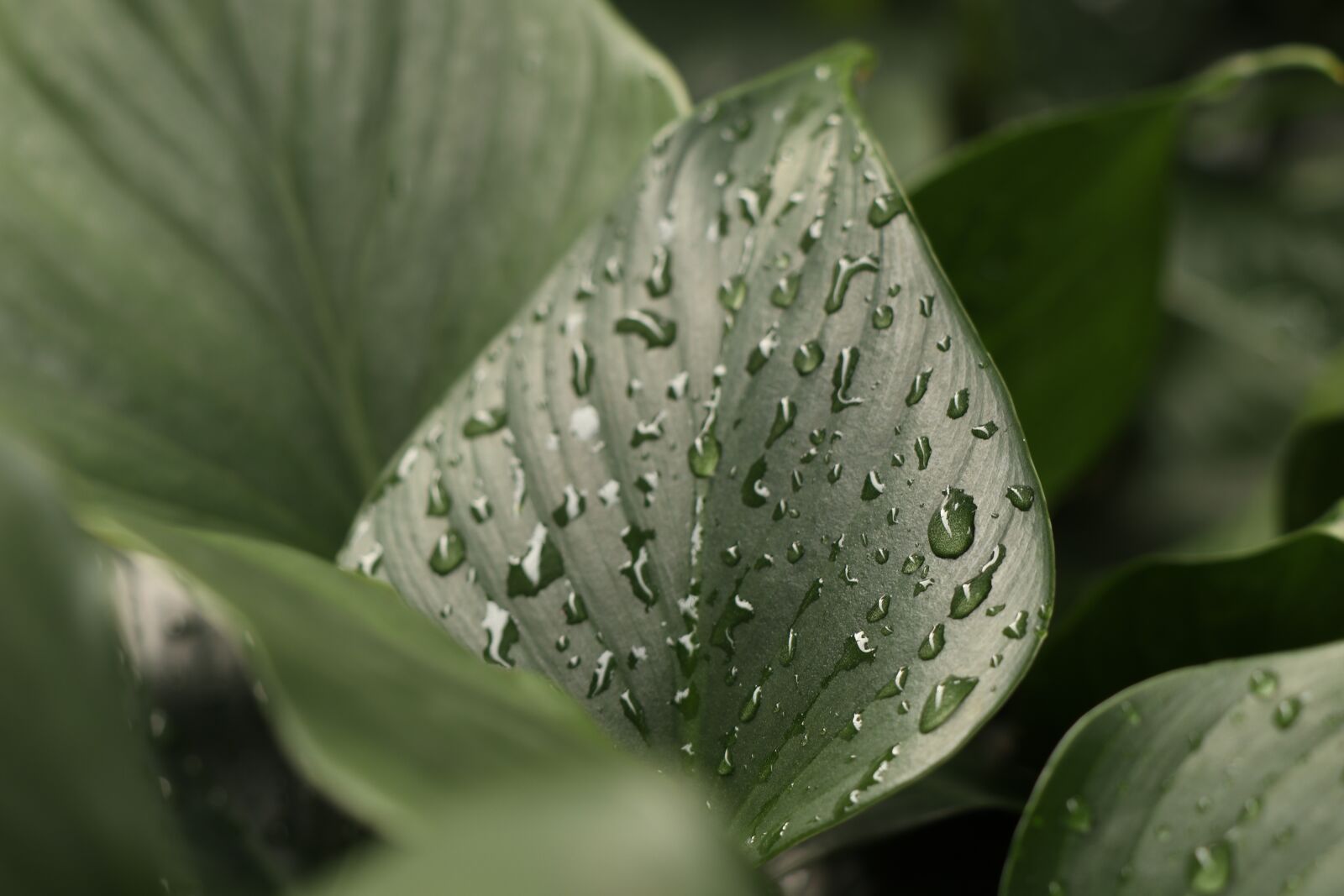 Canon EF-M 18-150mm F3.5-6.3 IS STM sample photo. Green heart leaves, water photography