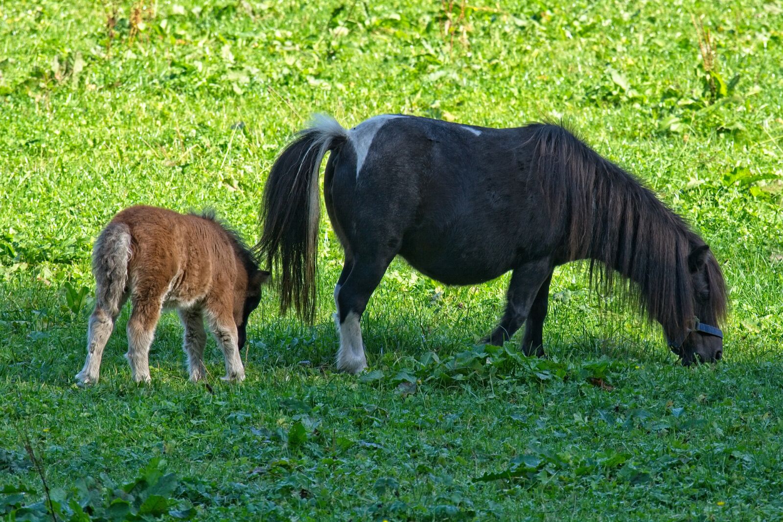 Nikon D7100 sample photo. Pony, foal, animal photography