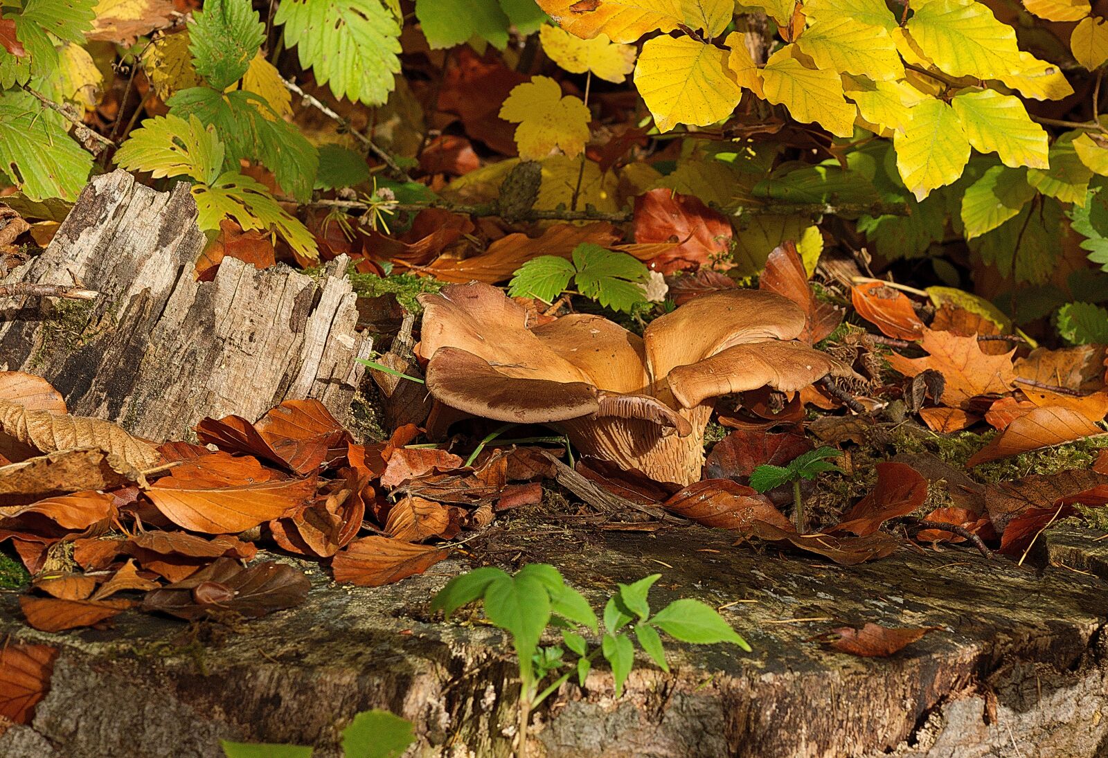 Nikon D3300 sample photo. Forest, mushroom, autumn photography