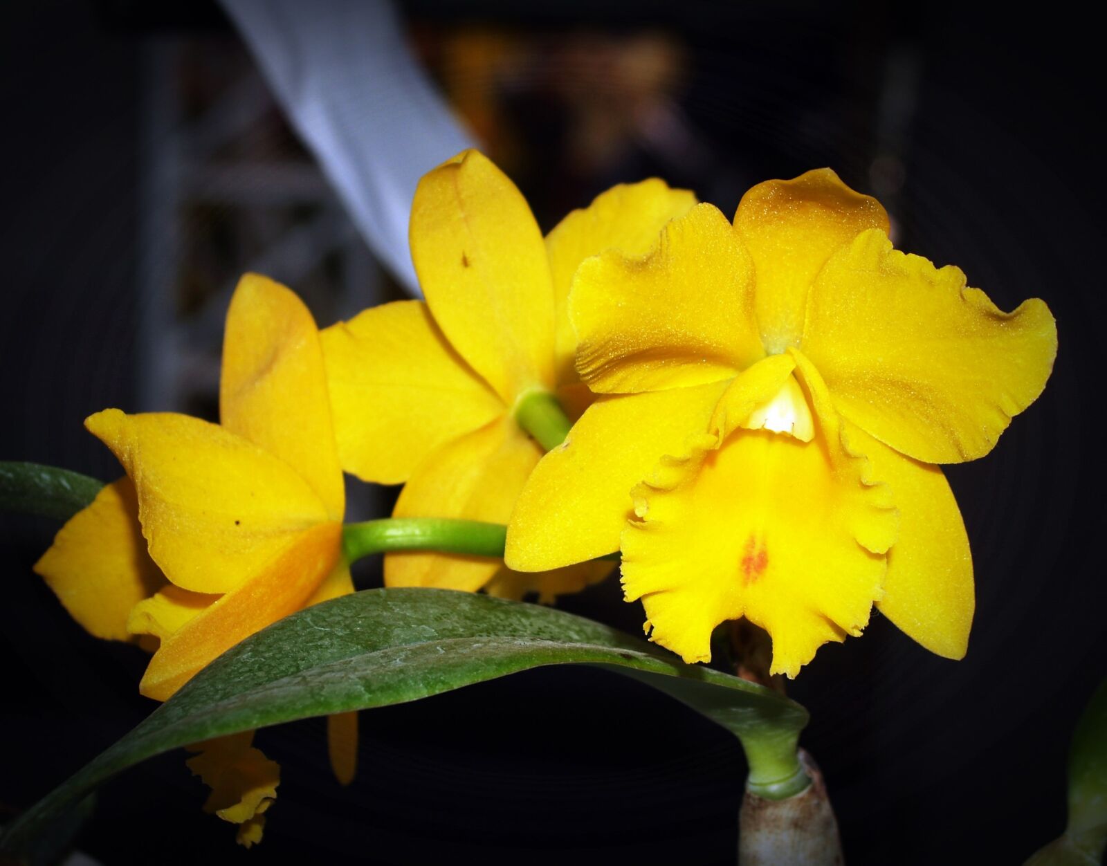 Olympus E-300 (EVOLT E-300) sample photo. Flower, orchid, tropical photography
