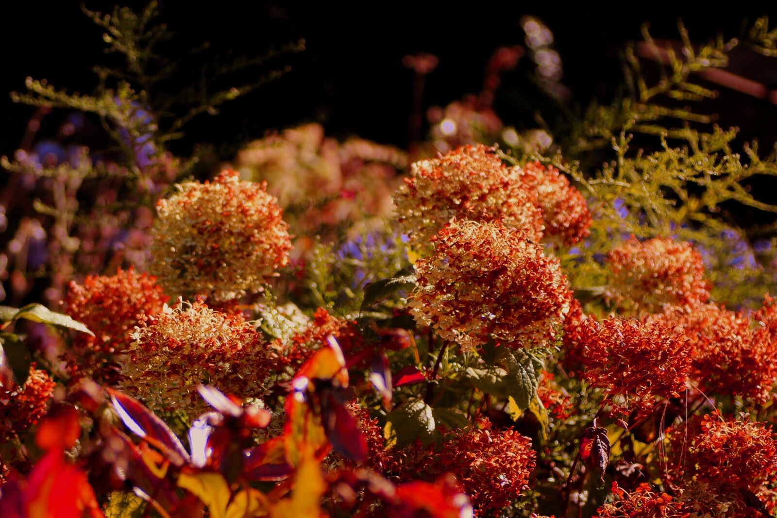 Canon EOS 1300D (EOS Rebel T6 / EOS Kiss X80) sample photo. Hydrangeas, autumn, blossom photography