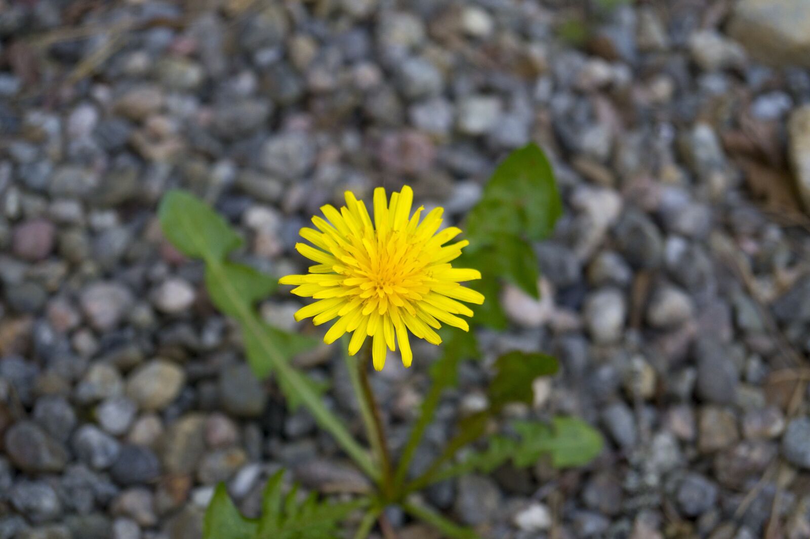 Sony DT 18-55mm F3.5-5.6 SAM II sample photo. Dandelion, weeds, flower photography