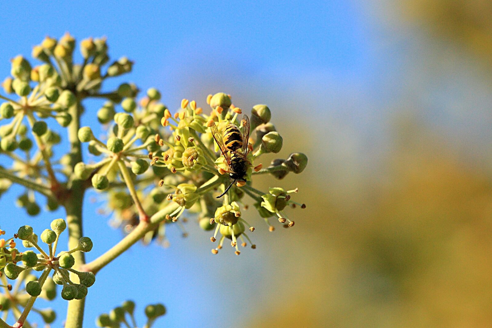 Canon EOS 450D (EOS Rebel XSi / EOS Kiss X2) sample photo. Wasps, insect, close up photography