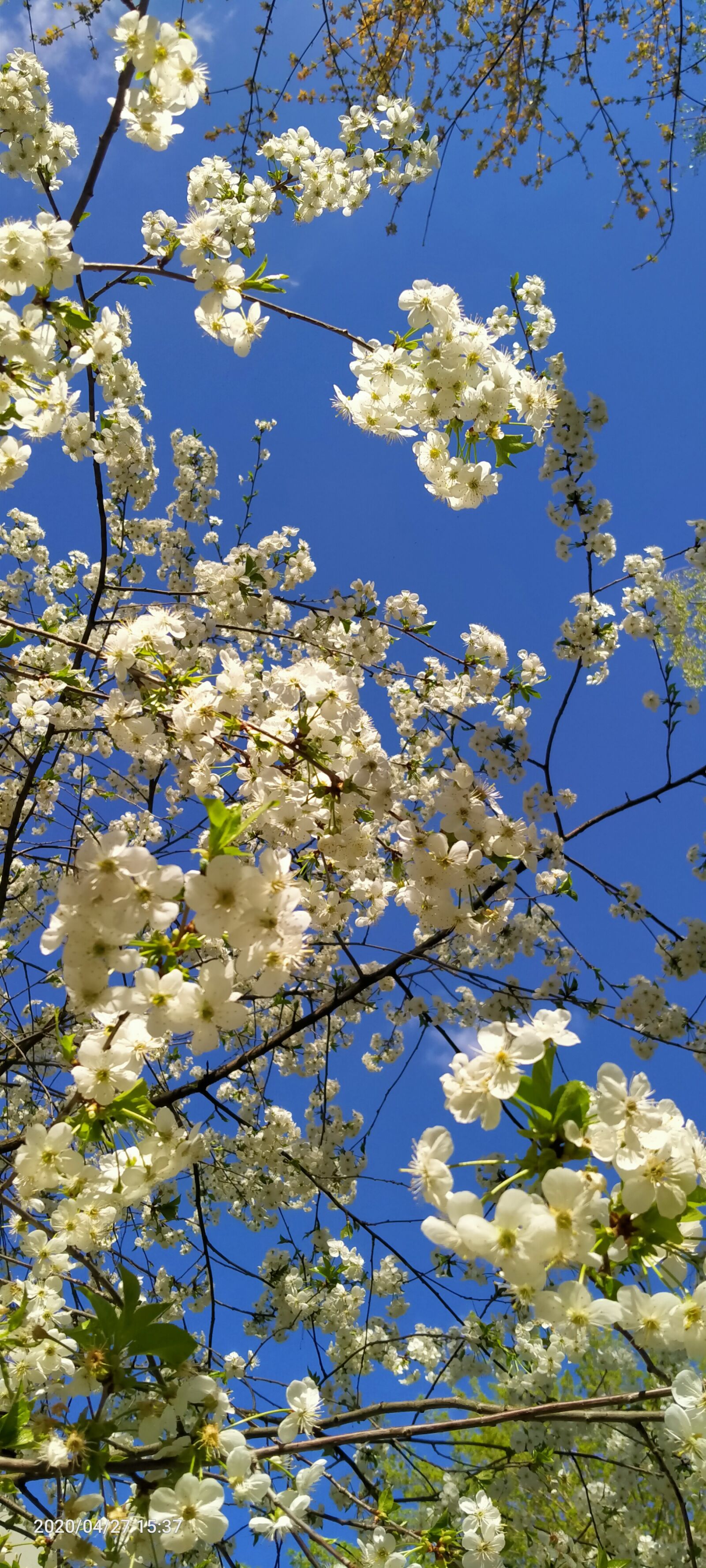 OPPO A5 2020 sample photo. Spring, white, sky photography