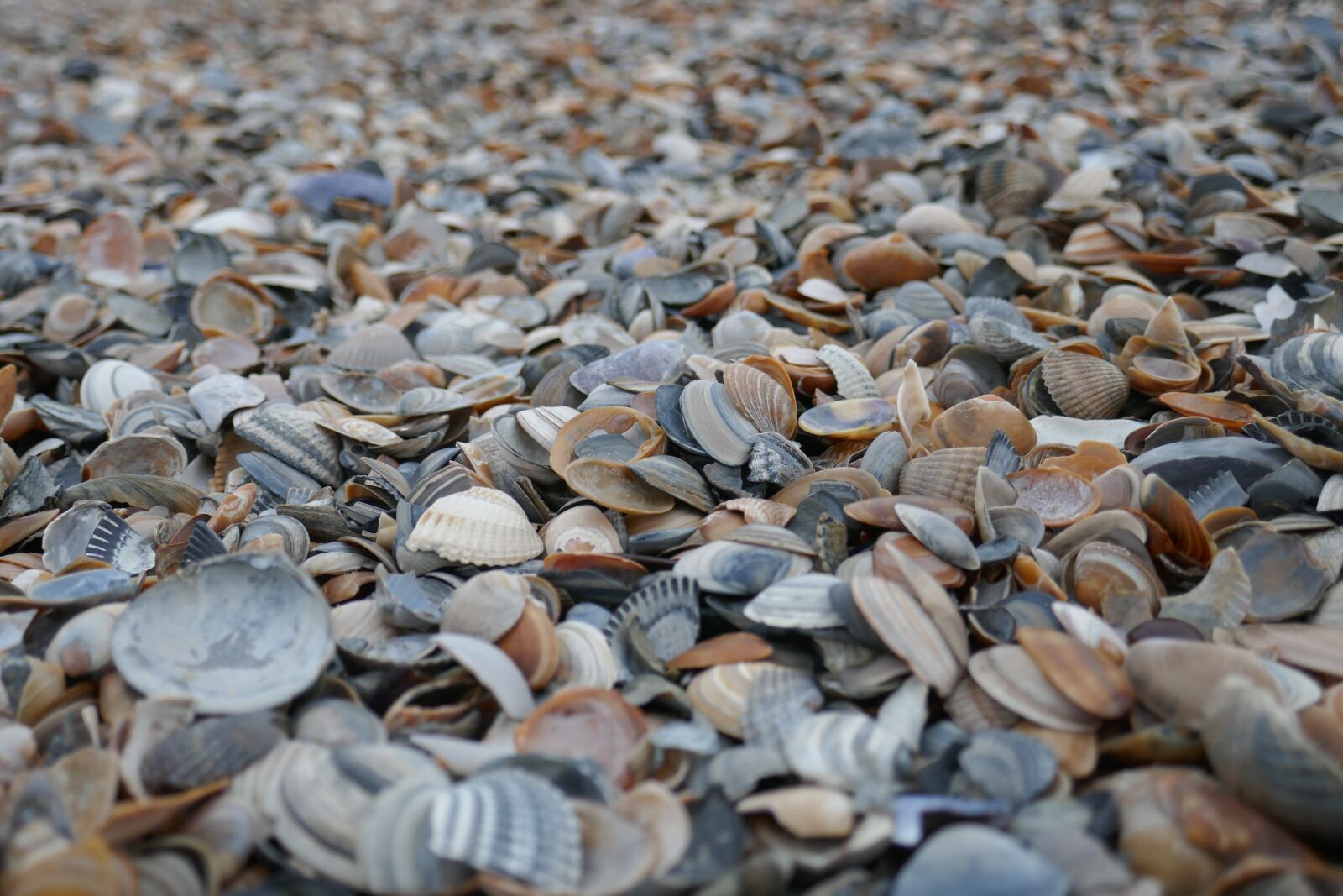 Panasonic DMC-TZ101 sample photo. Mussels, beach, sand photography