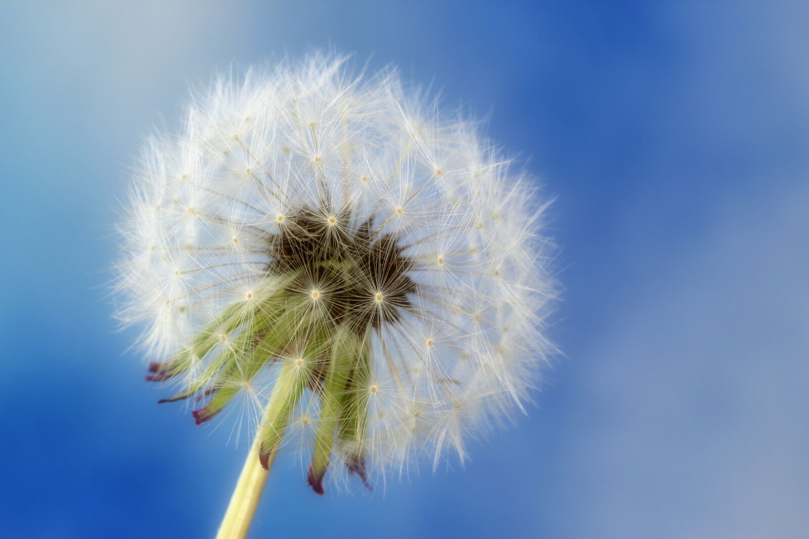Tamron SP 90mm F2.8 Di VC USD 1:1 Macro sample photo. Dandelion, spring, seeds photography