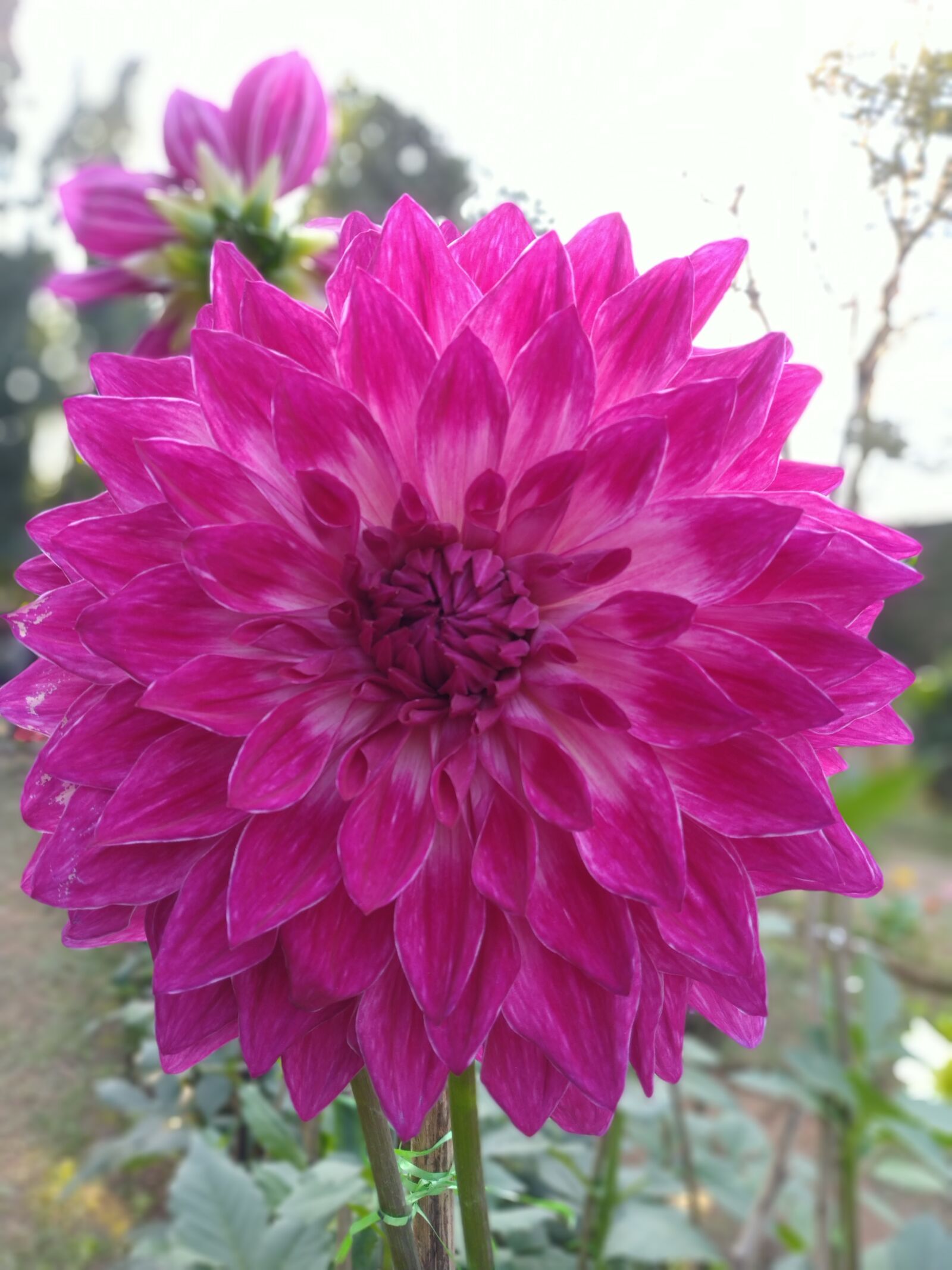 ASUS ZenFone Max Pro M1 (ZB602KL) (WW) / Max Pro M1 (ZB601KL) (IN) sample photo. Flower, dahlia, red flower photography