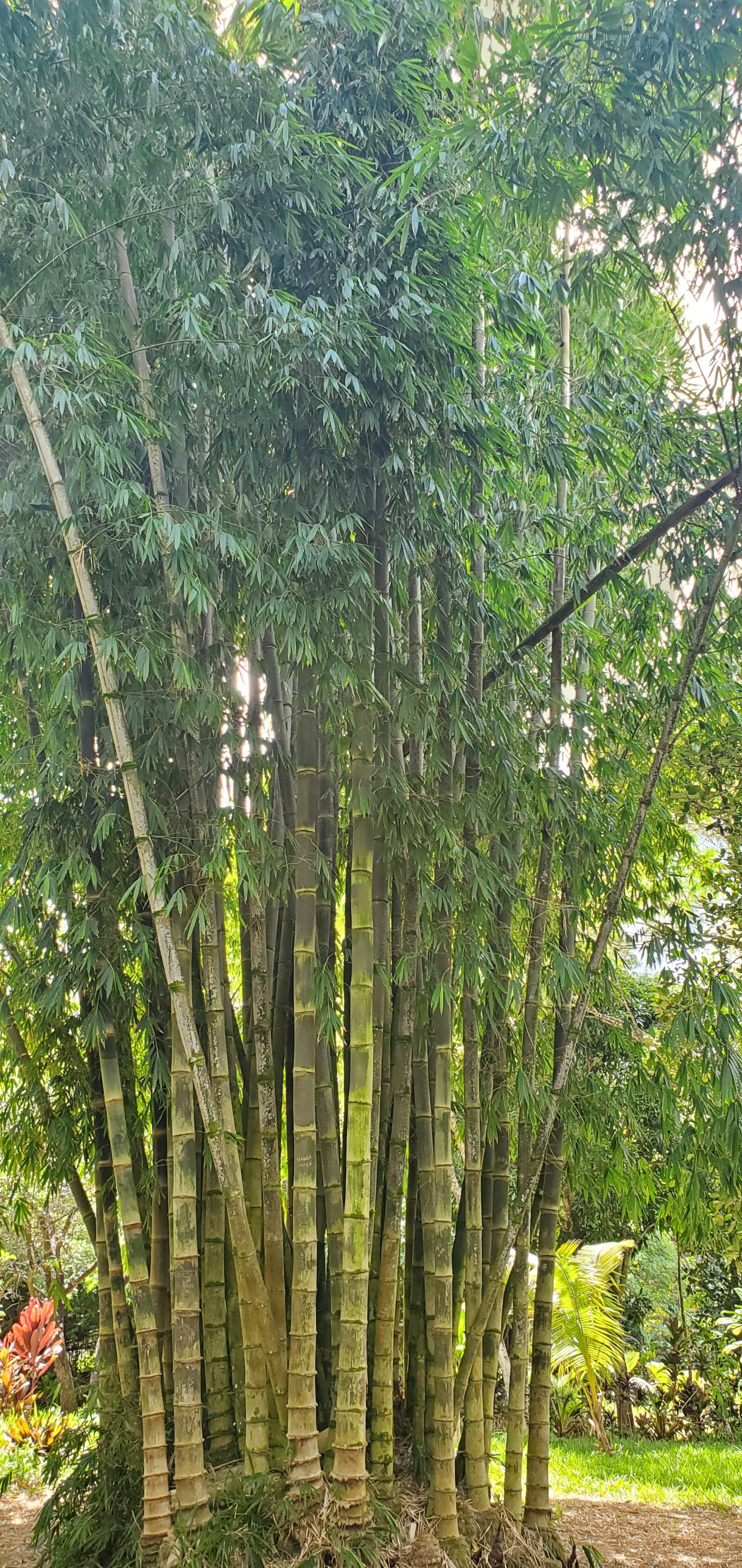 Samsung Galaxy S10 sample photo. Green, bamboo, forest photography