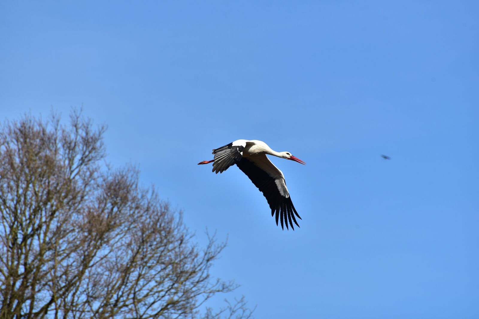 Nikon D750 sample photo. Stork, sky, flying photography
