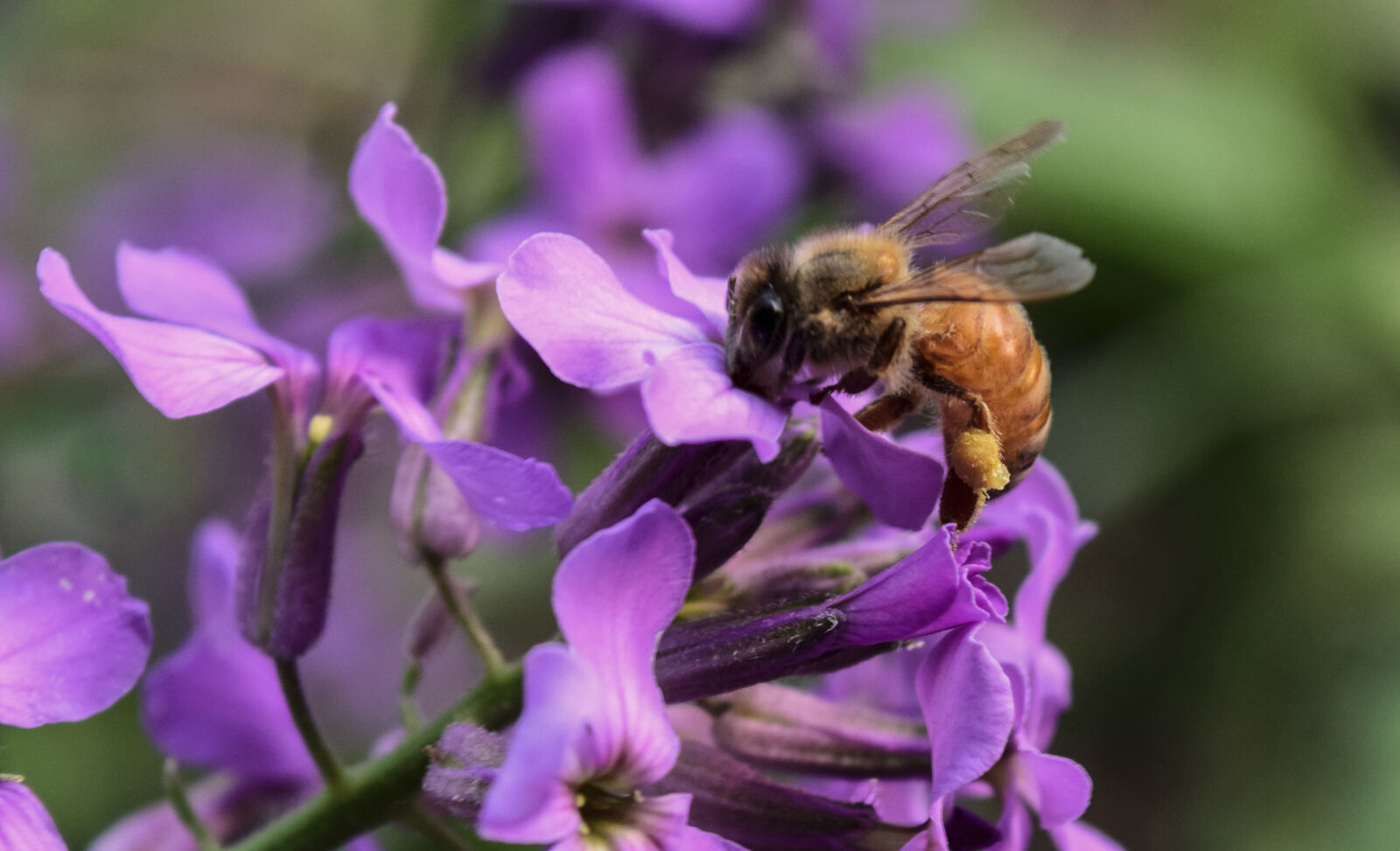 Nikon D5300 sample photo