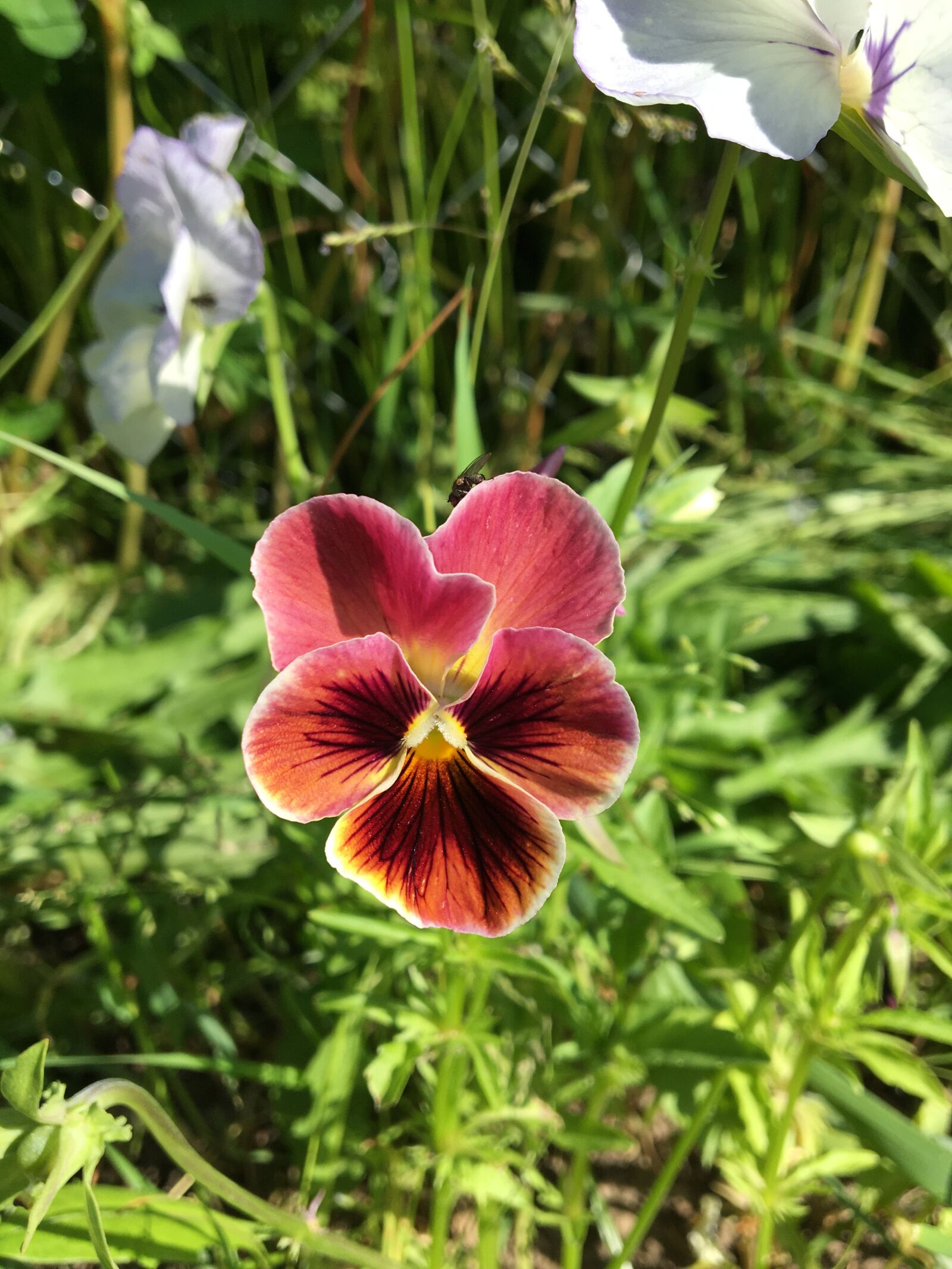 Apple iPhone 6s sample photo. анютины глазки, цветы, лето photography
