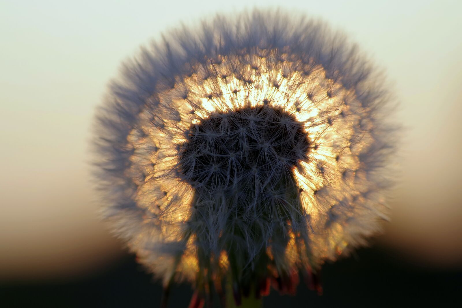 Pentax K-S2 sample photo. Dandelion, the sun, west photography