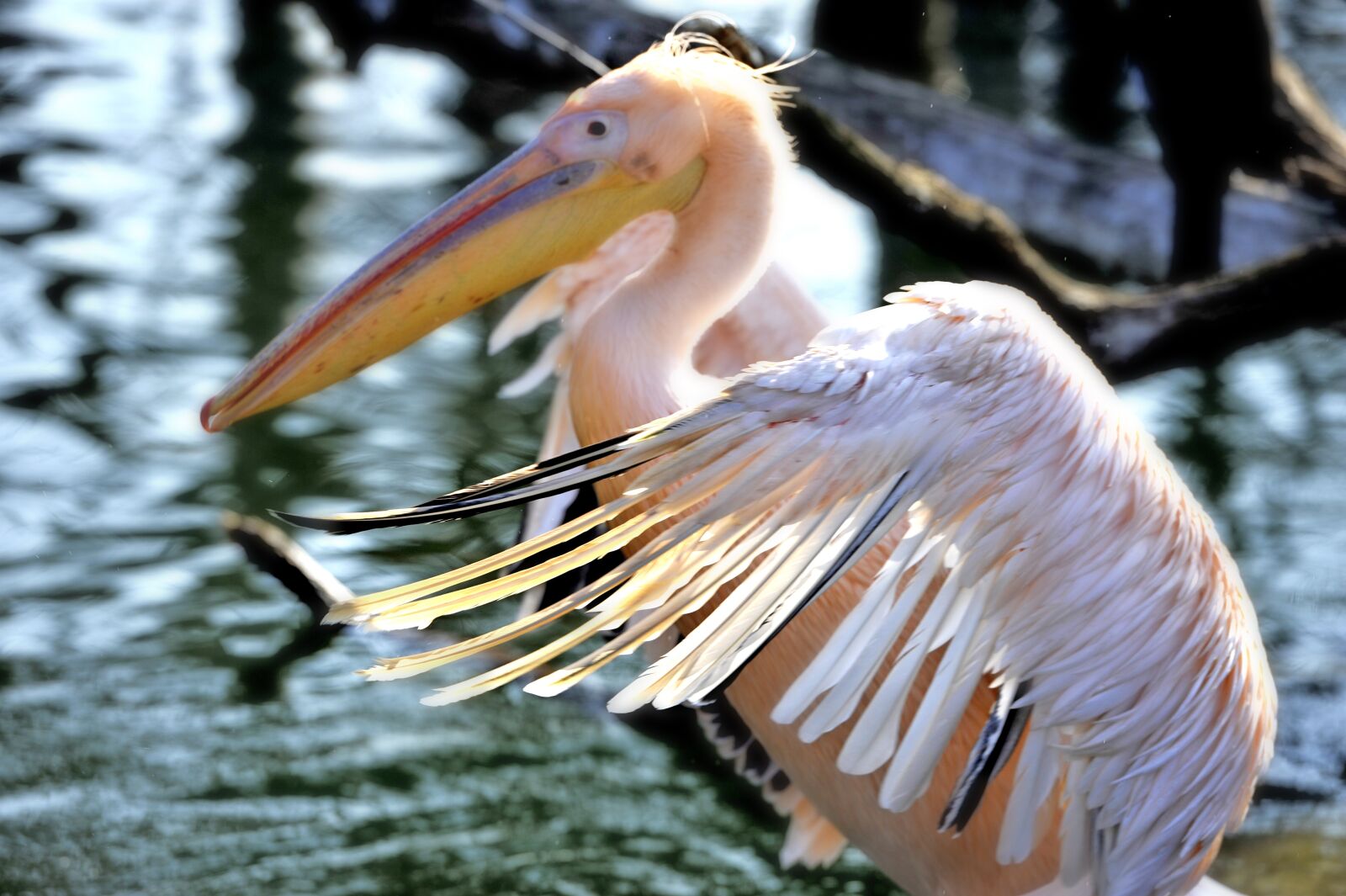Nikon D700 sample photo. Pelikan, wilhelma, zoo photography