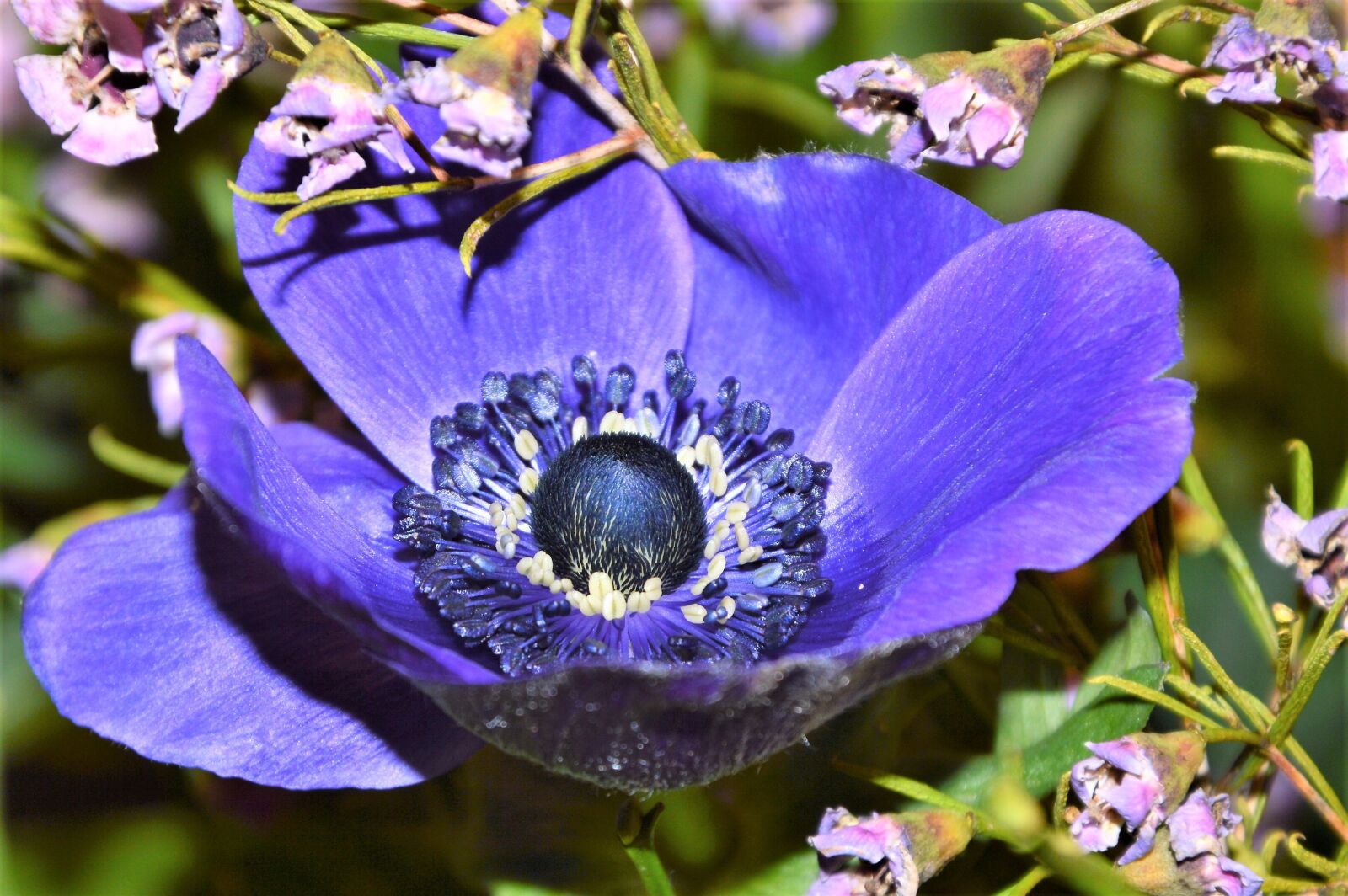 Nikon D3200 sample photo. Flower, plant, nature photography