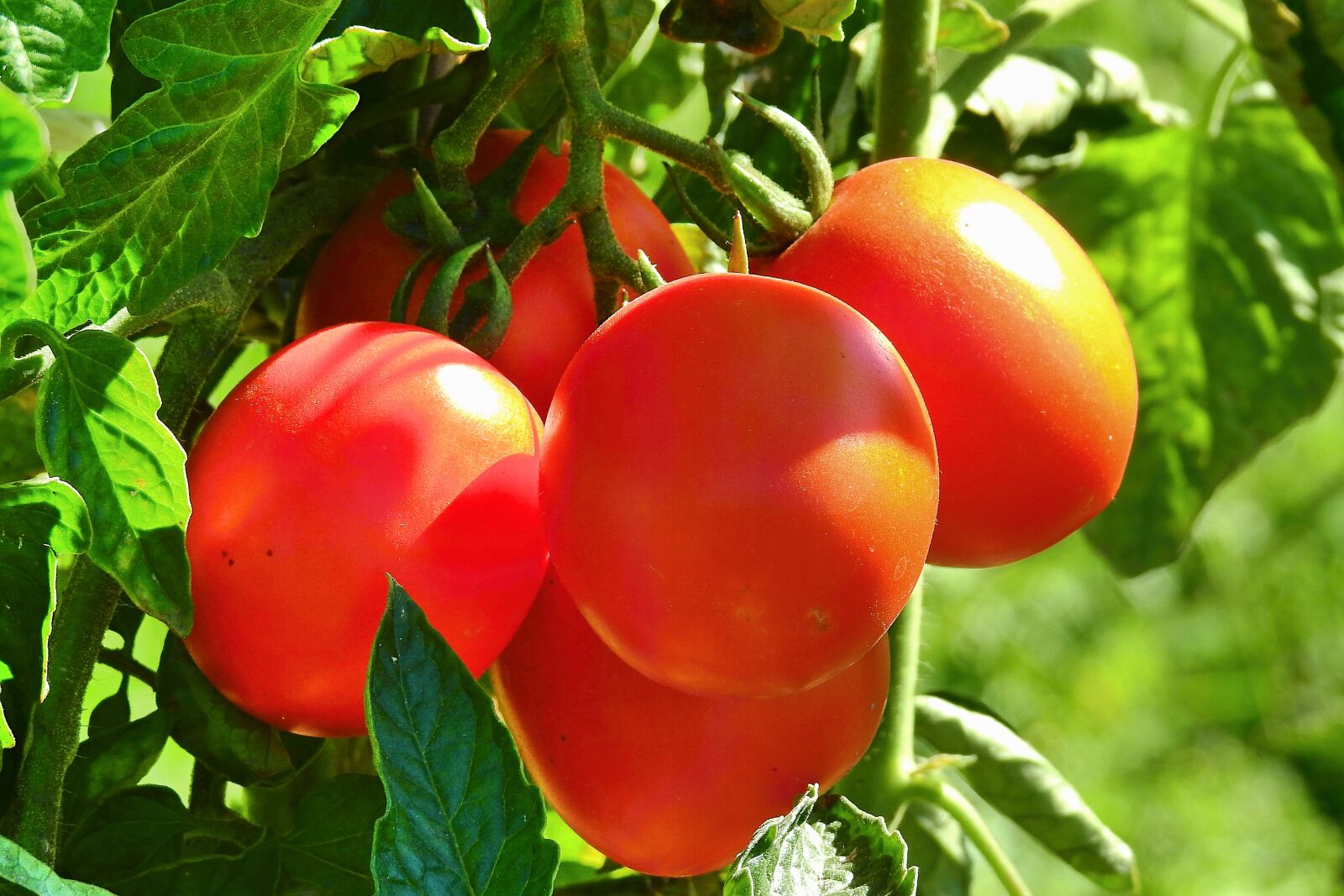 Nikon Coolpix P900 sample photo. Tomatoes, food, fresh photography
