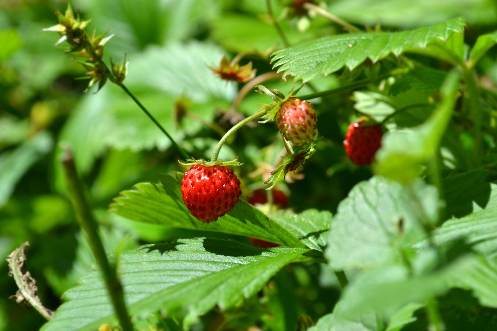 Nikon D3100 sample photo. Forest strawberry, strawberry, fruit photography