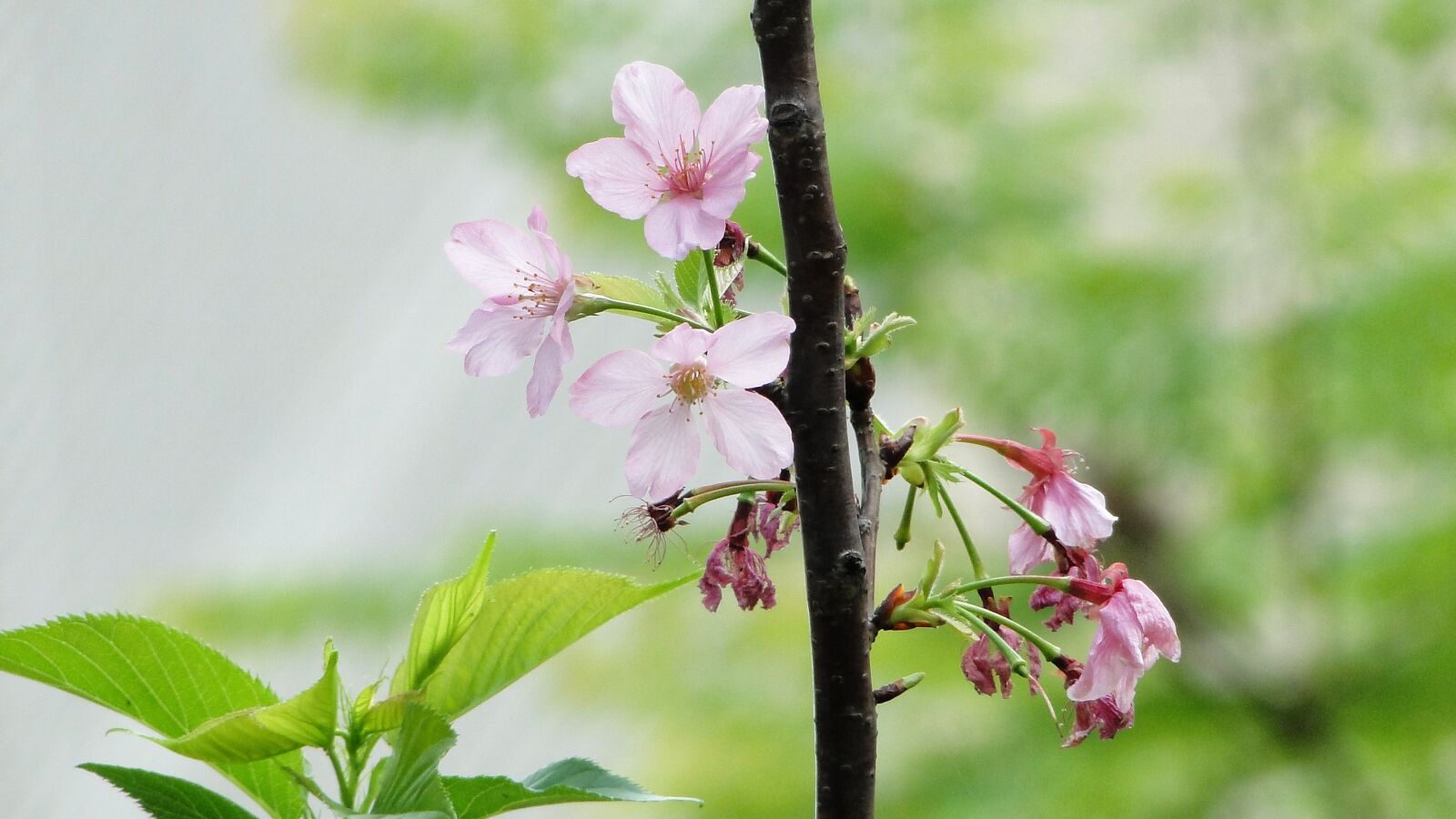 Sony Cyber-shot DSC-HX1 sample photo. Flowering, cherry blossoms, boom-and-bust photography