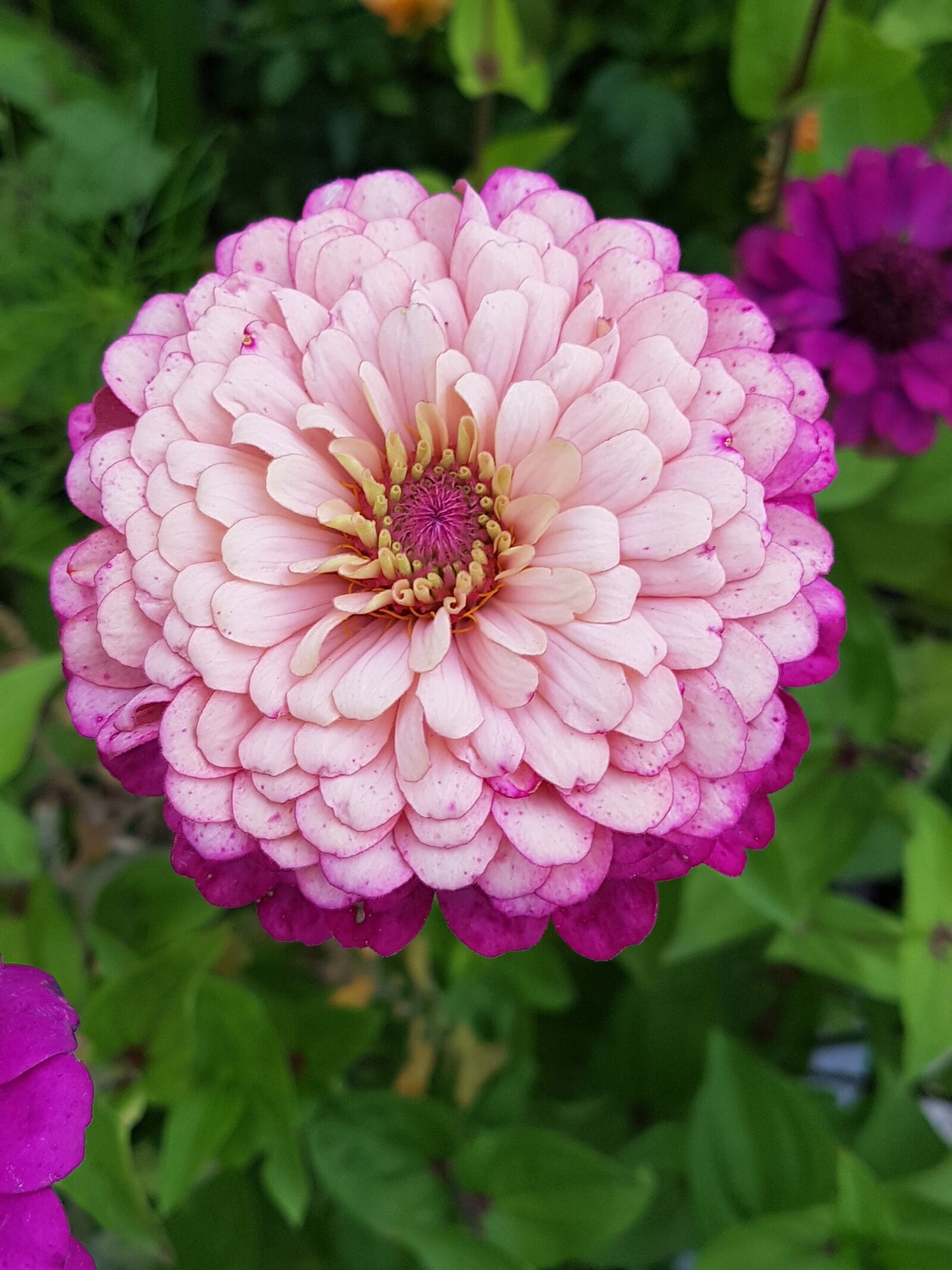 Samsung Galaxy S7 sample photo. Zinie, pink, flower photography