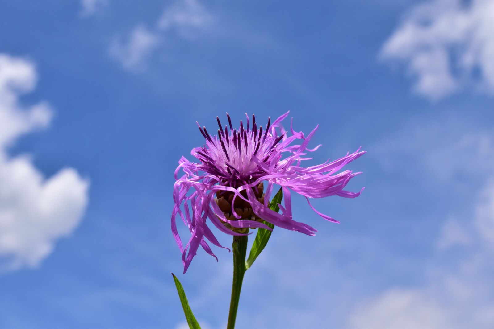 Nikon D3300 sample photo. Knapweed, centaurea jacea, had photography