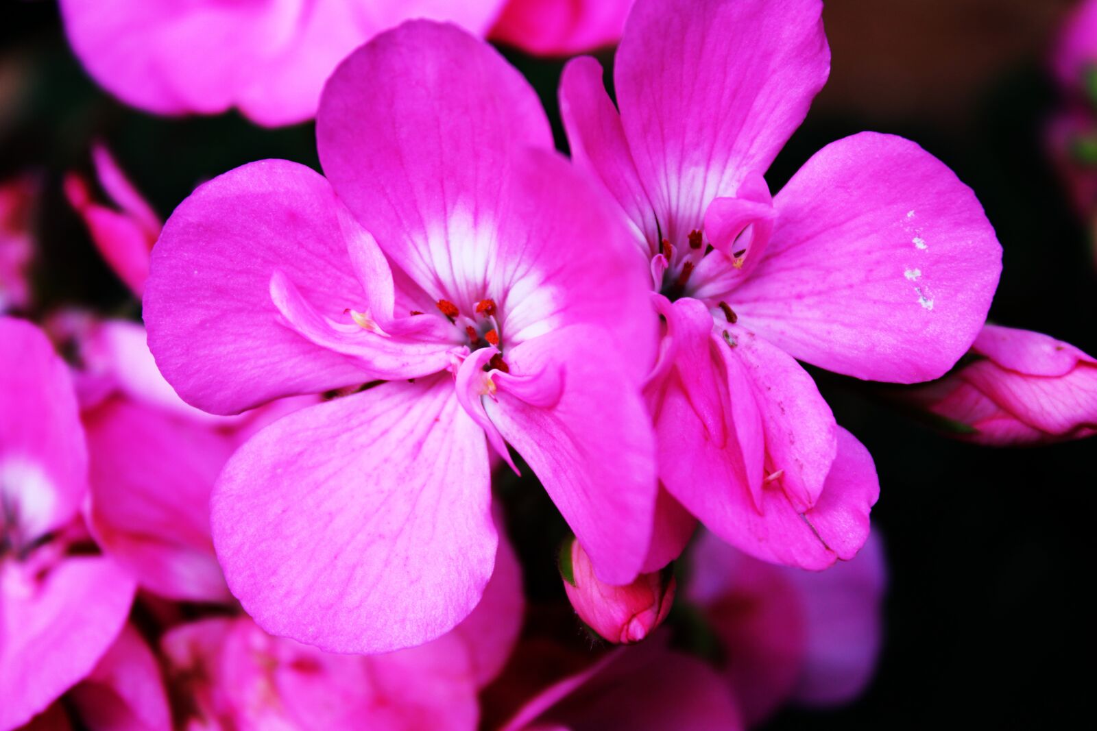 Canon EOS 2000D (EOS Rebel T7 / EOS Kiss X90 / EOS 1500D) sample photo. Flowers, geranium, pink photography
