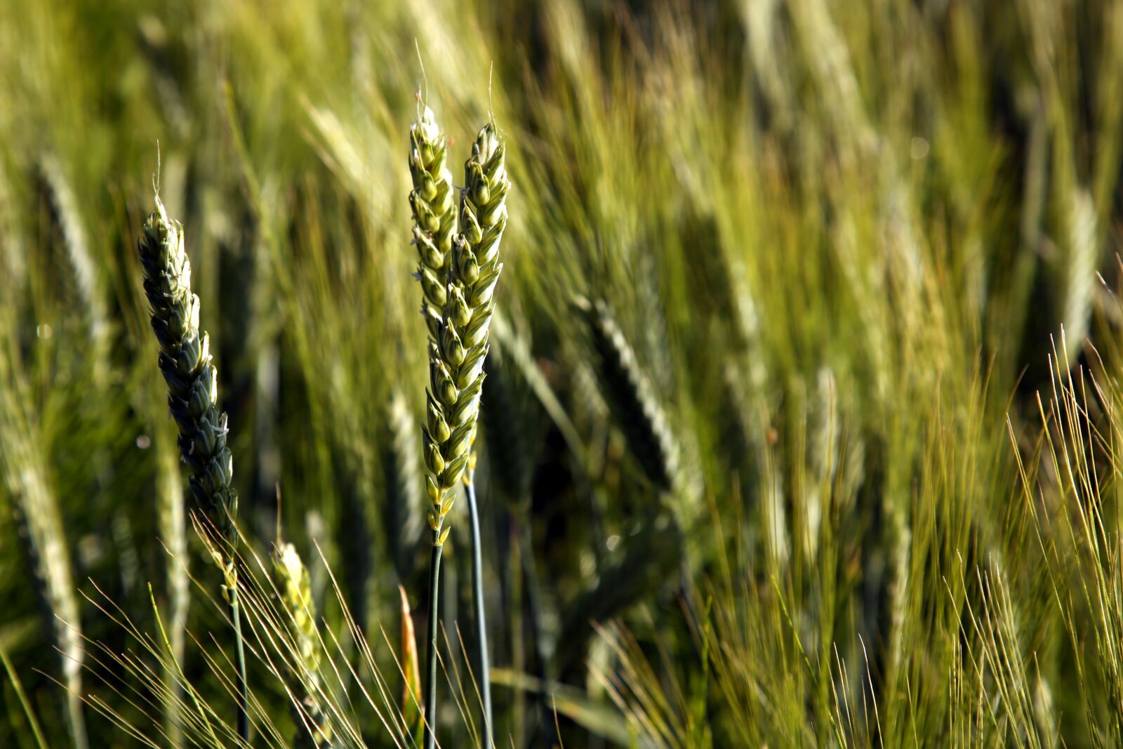 Canon EF 24-105mm F4L IS II USM sample photo. Field, wheat, agriculture photography