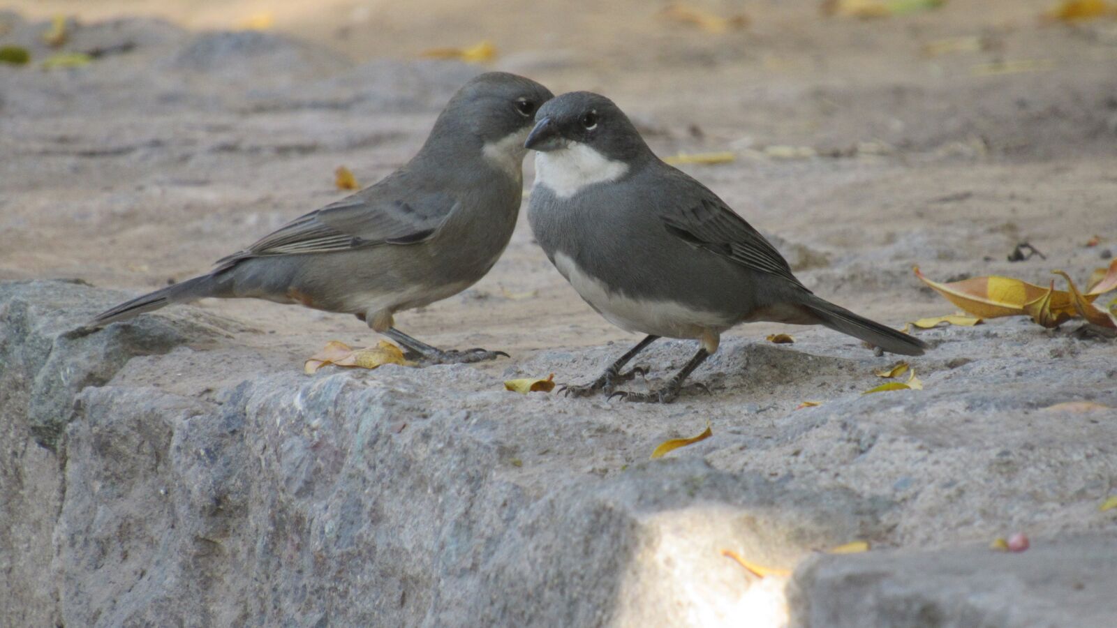 Canon PowerShot SX530 HS sample photo. Ave, birds, animal photography