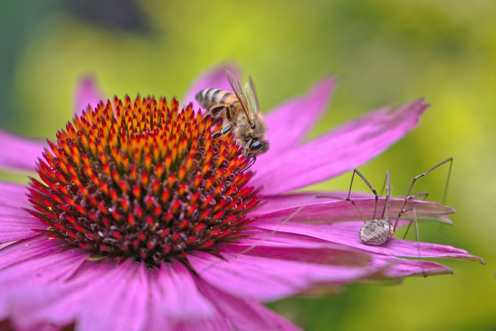 Nikon D5600 sample photo. Bee, spider, flower photography