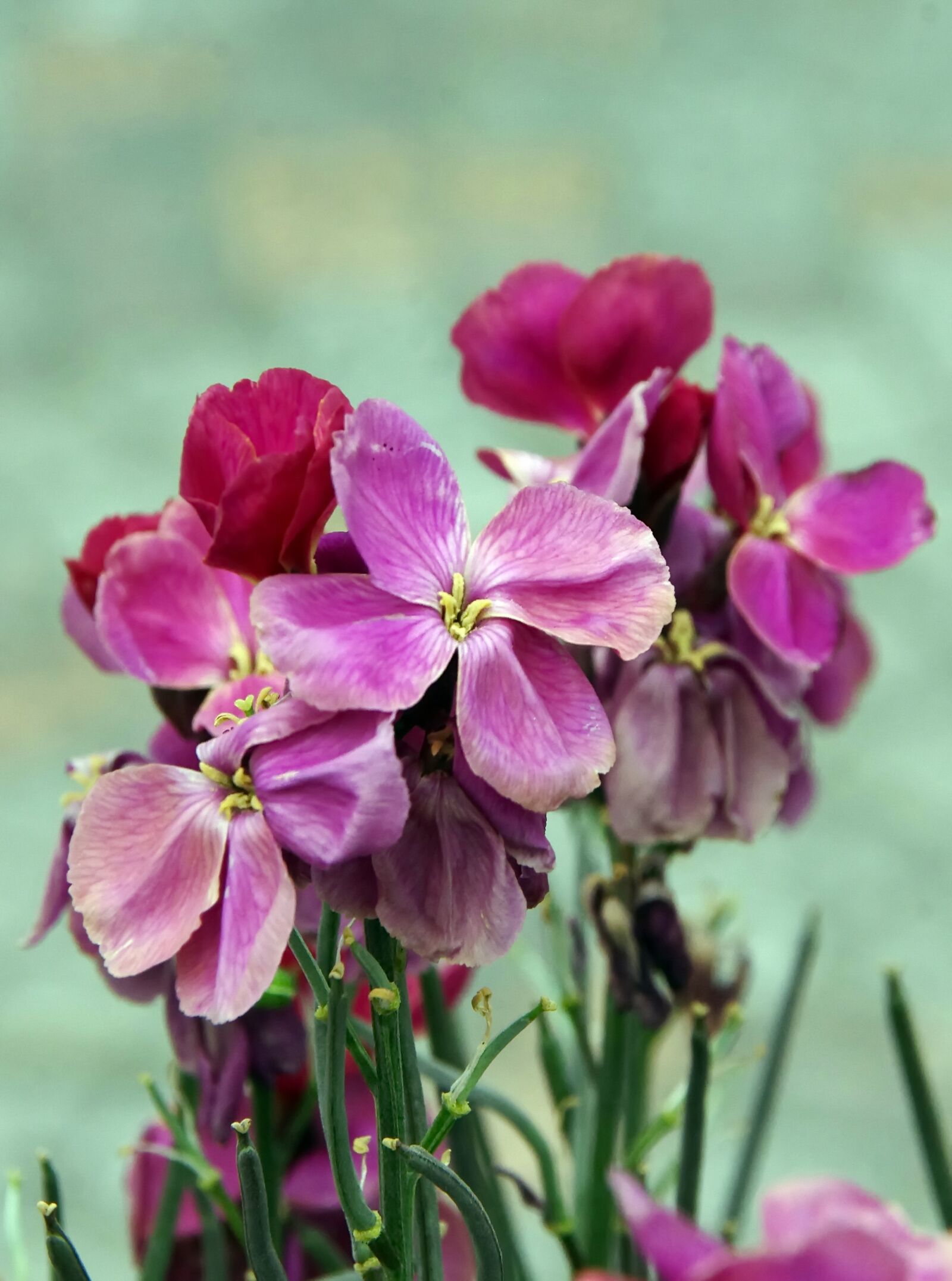 Pentax K-5 sample photo. Wallflower, purple, ravenelle photography