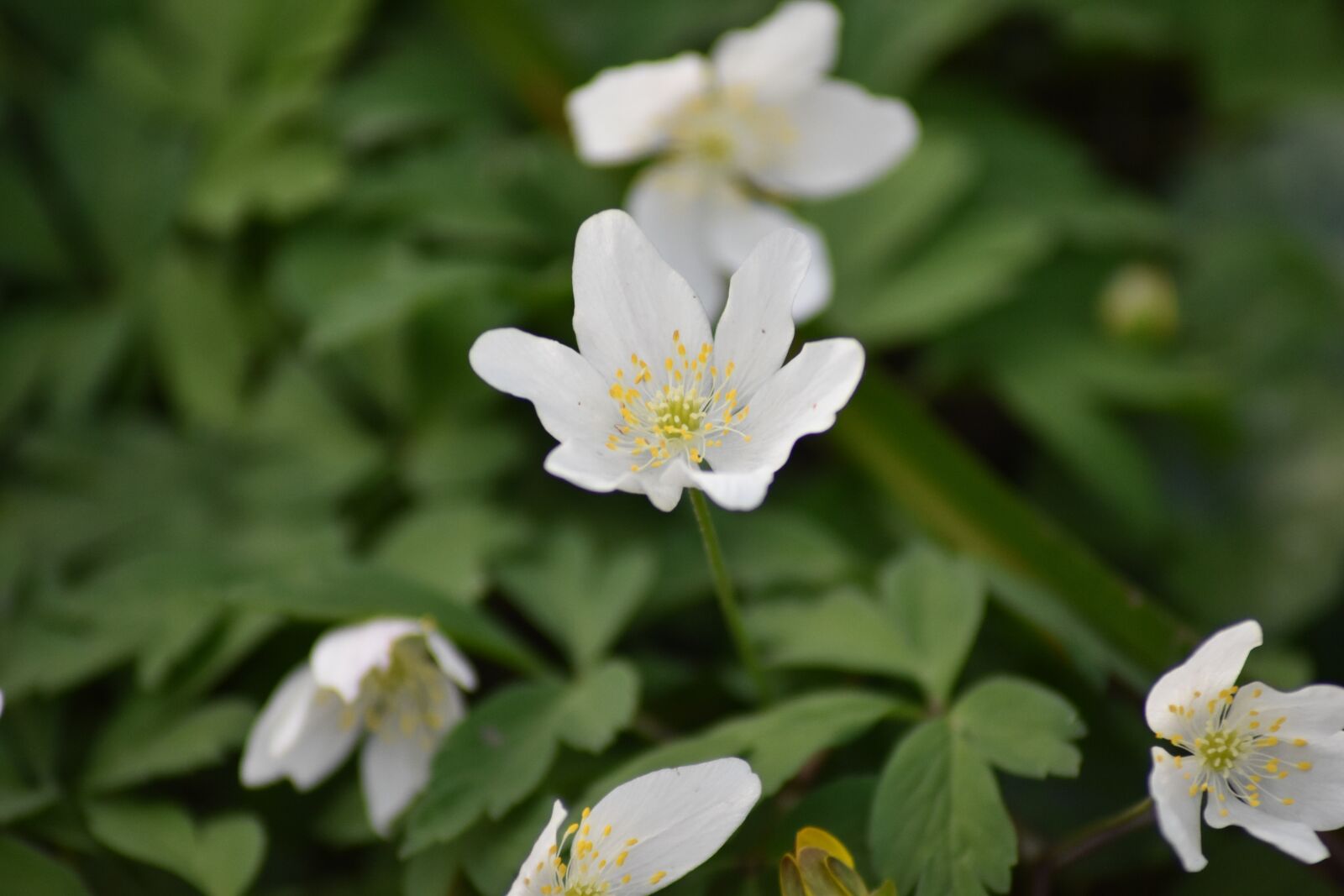 Nikon D3500 sample photo. Blossom, woods, trees photography
