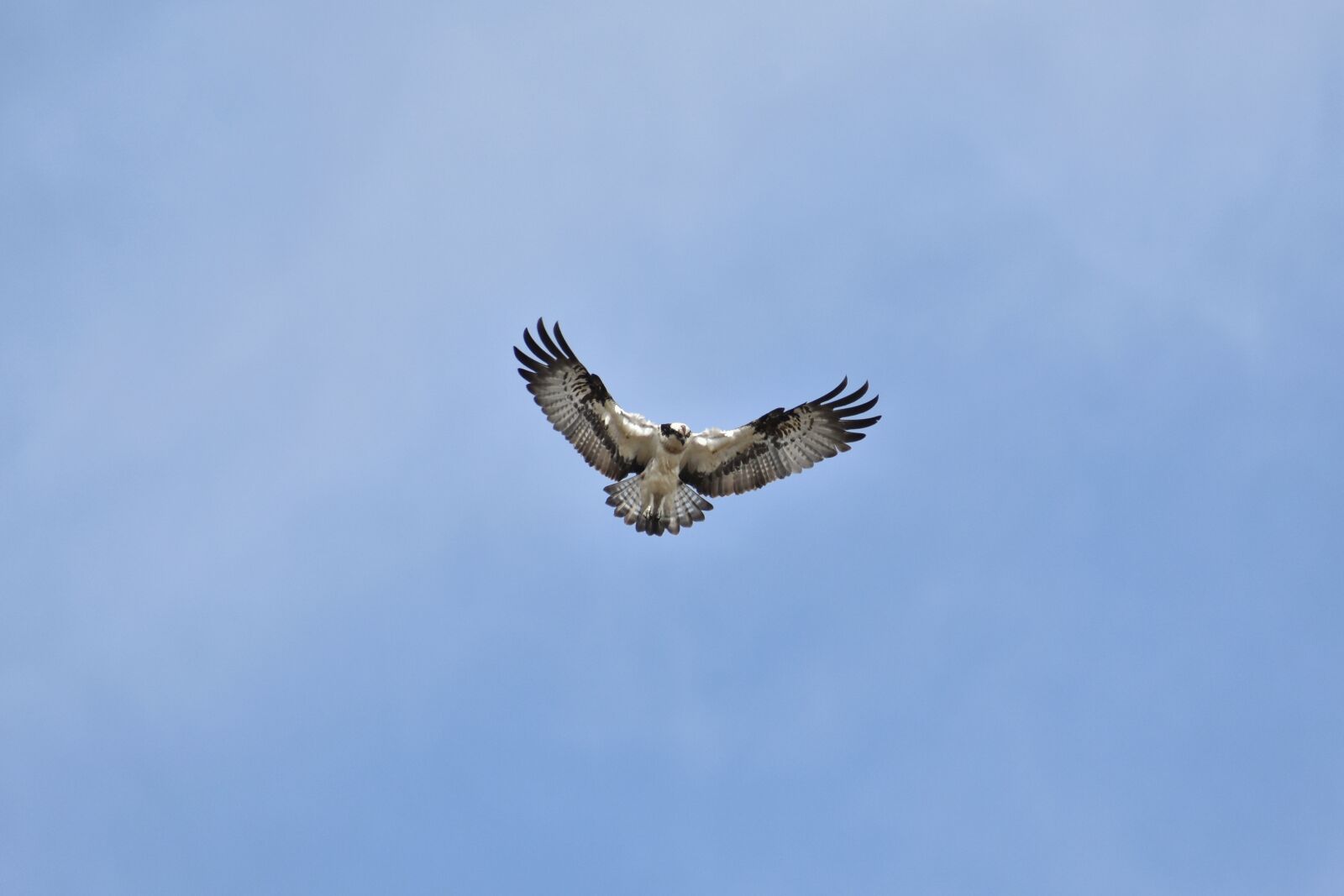 Nikon D7200 sample photo. Animal, sky, bird photography