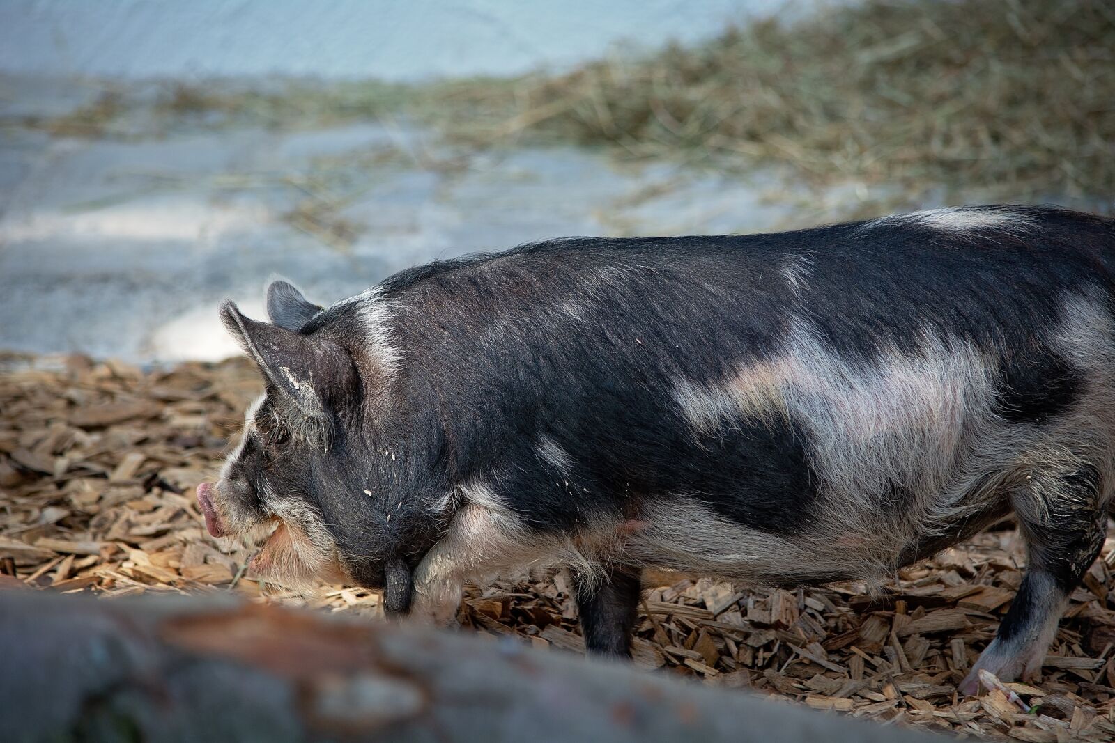 Nikon D7100 sample photo. Pig, animal, domestic pig photography