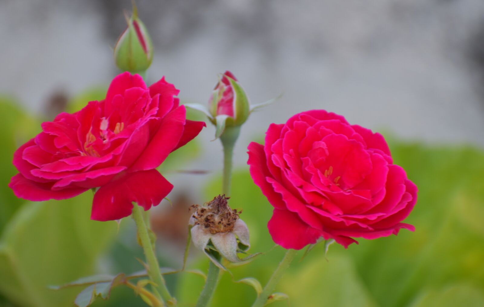 Nikon D5600 sample photo. Twin roses, buds, shredded photography
