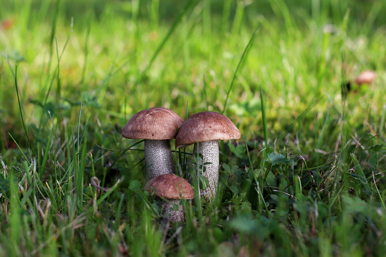 Canon EF 50mm F1.4 USM sample photo. Birch mushroom, mushroom, noble photography