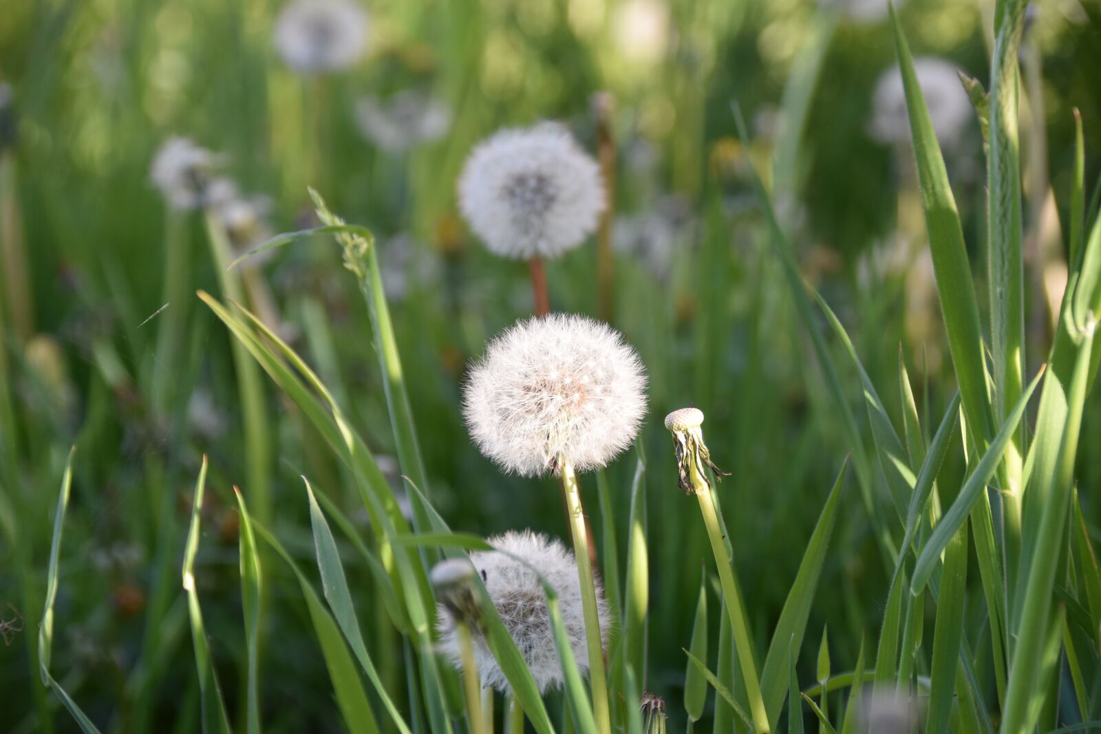 Nikon D5600 sample photo. Egret of pisenlit, seeds photography