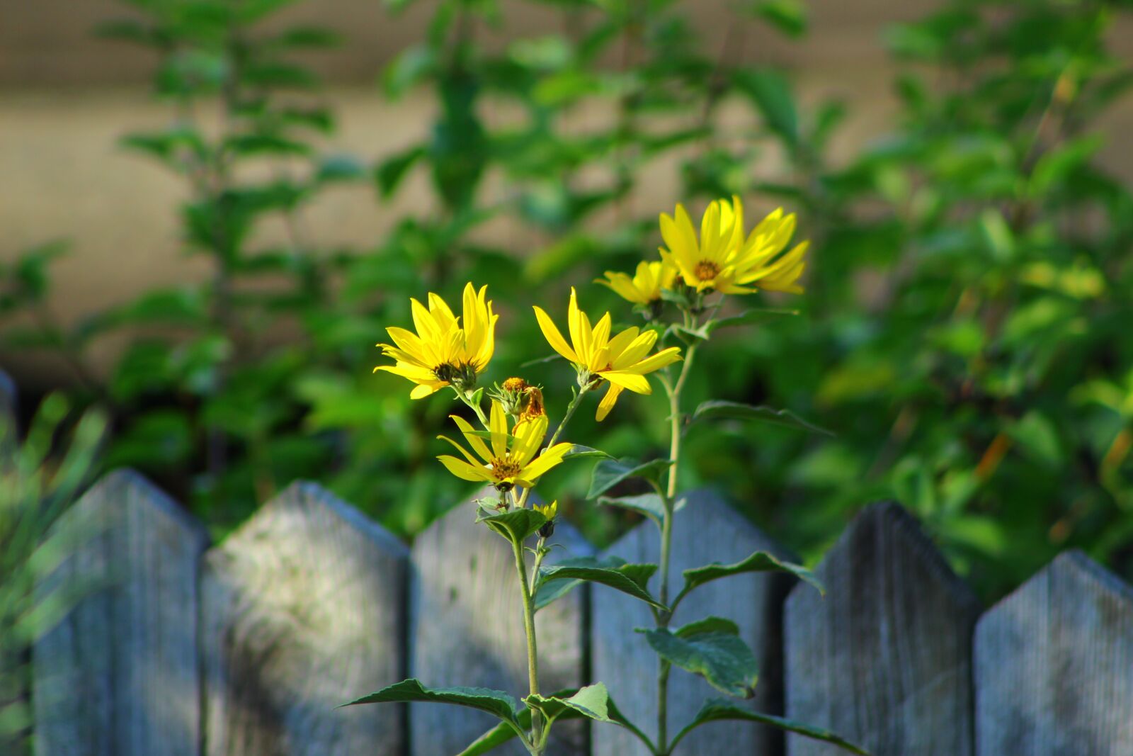 Canon EOS 4000D (EOS Rebel T100 / EOS 3000D) sample photo. Flourishing, yellow, ornamental sunflower photography