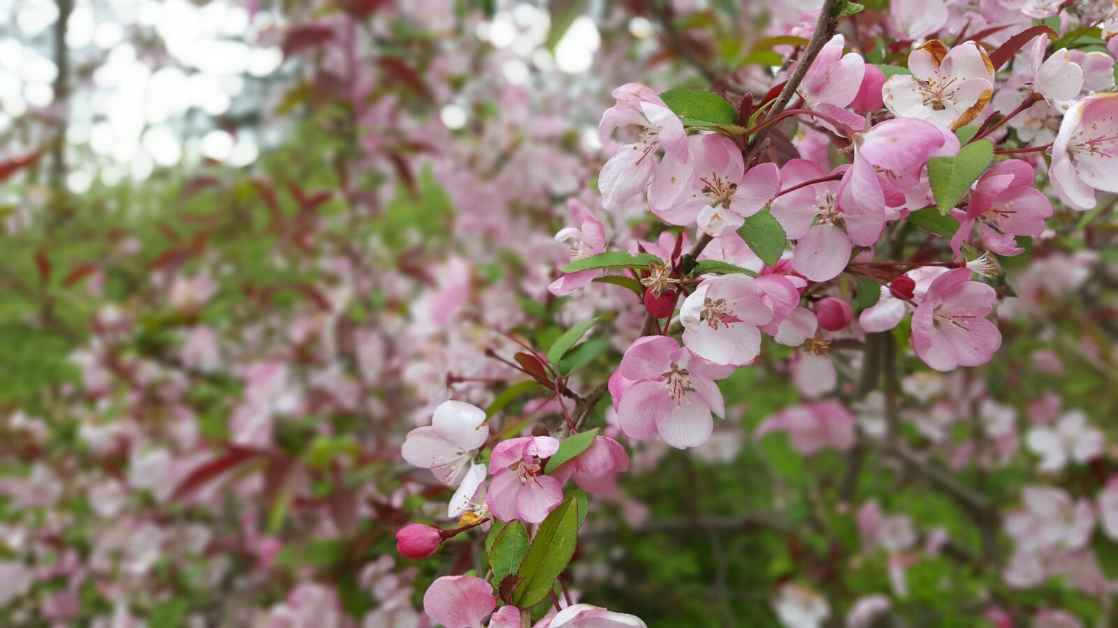 Samsung Galaxy S6 sample photo. Spring, flower, garden photography