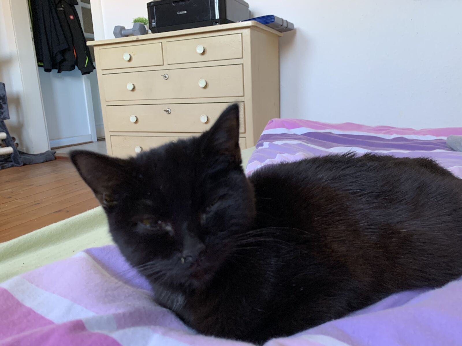Apple iPhone XR sample photo. Cat, bed, cozy photography
